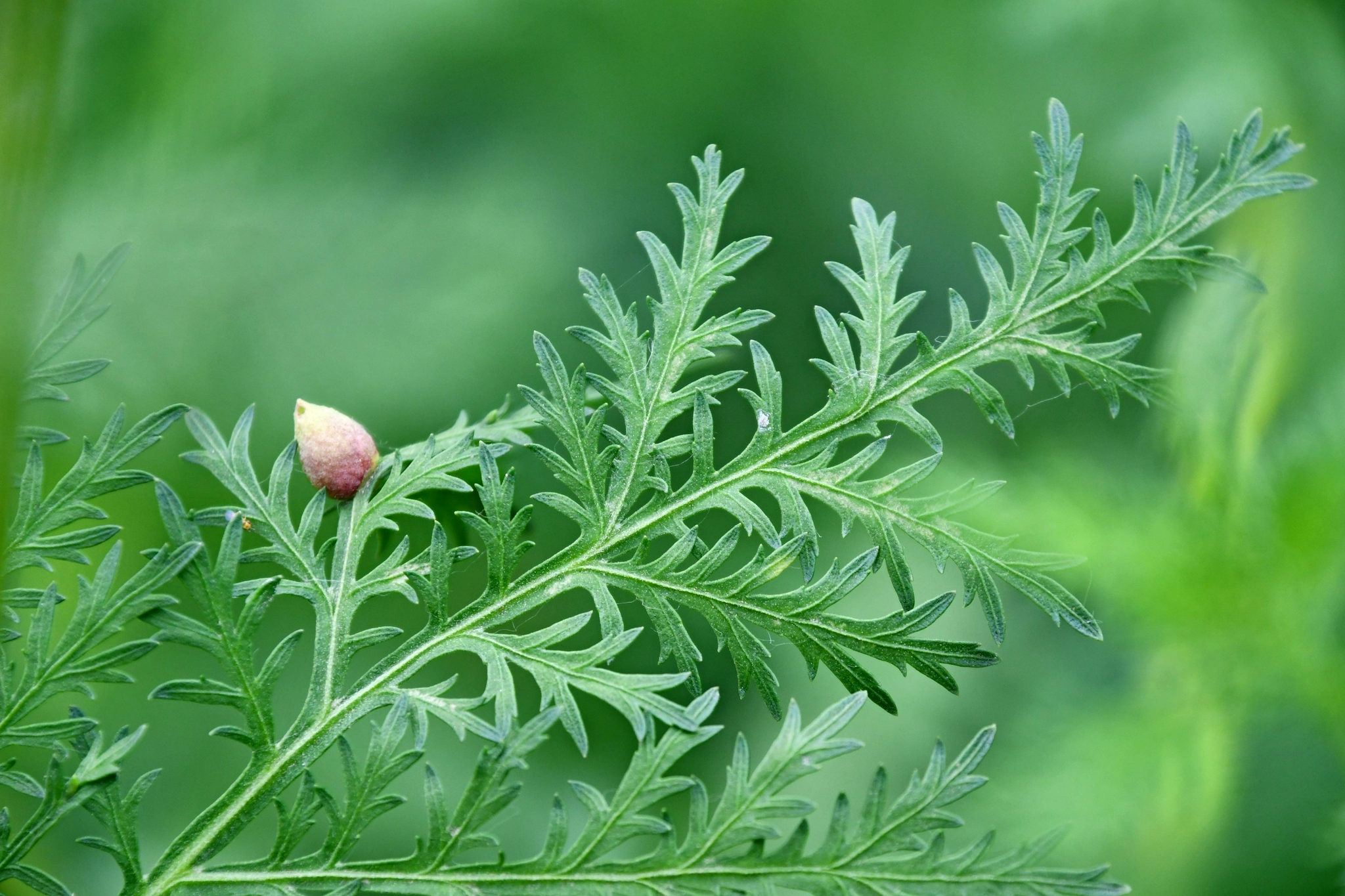 青蒿叶片上的种子 原创拍摄 青蒿 叶片 原创 新浪新闻