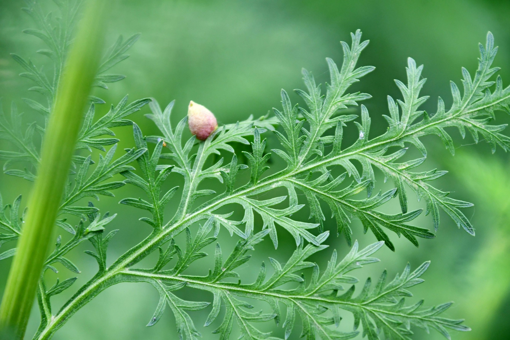 青蒿叶片上的种子 原创拍摄 青蒿 叶片 原创 新浪新闻
