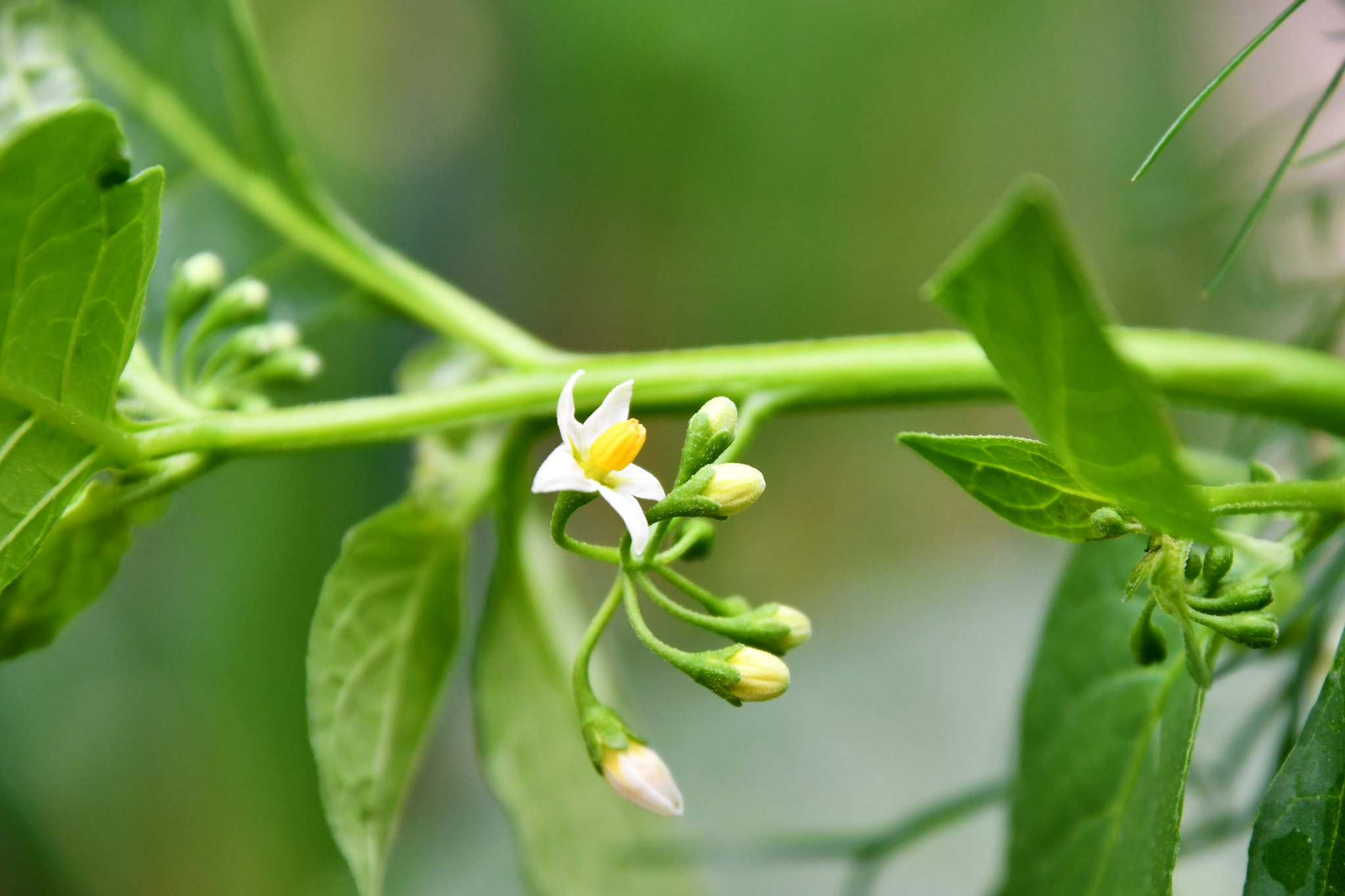 龙葵小花,原创拍摄|龙葵|原创|拍摄_新浪新闻