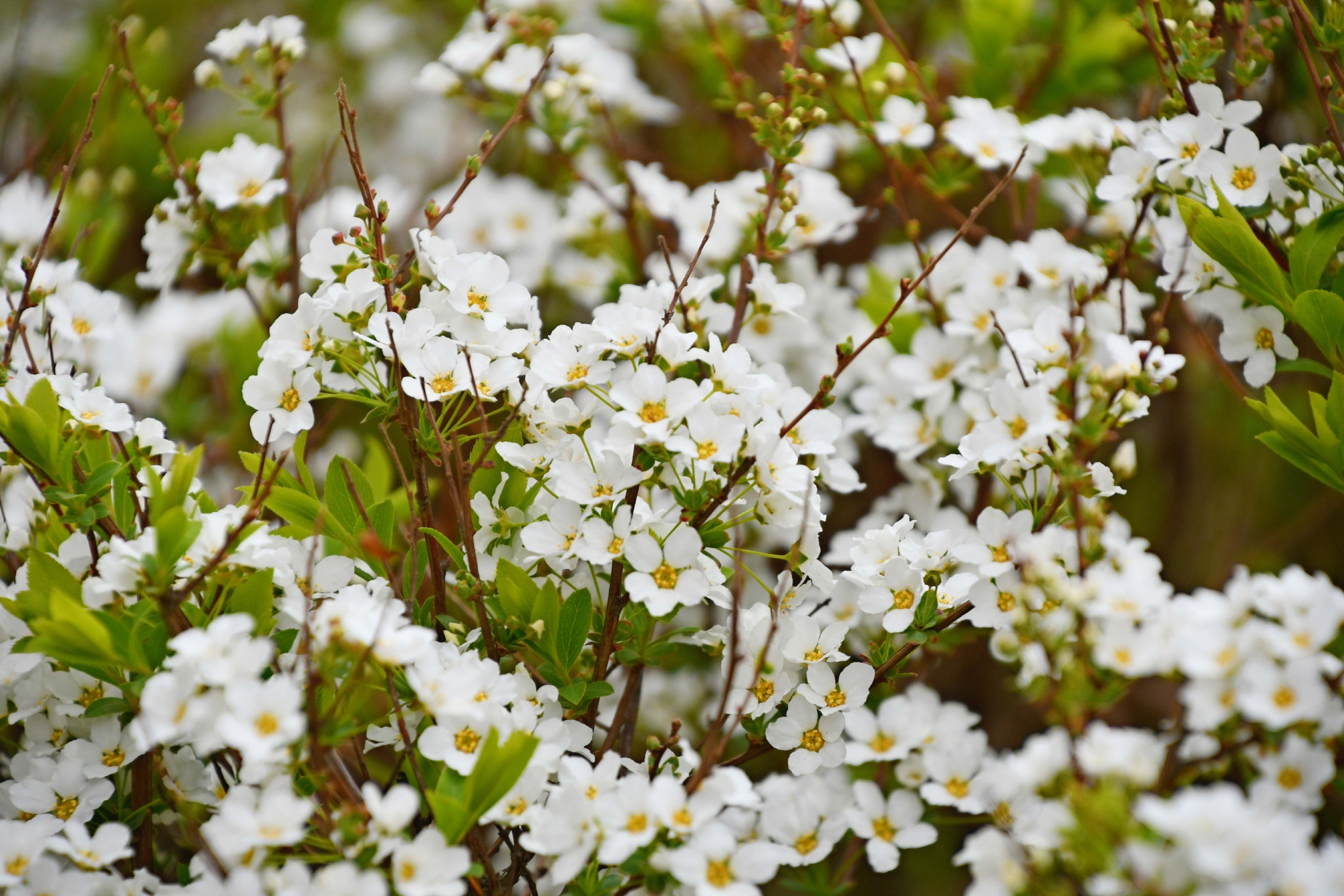 绣线菊也叫珍珠花原创拍摄