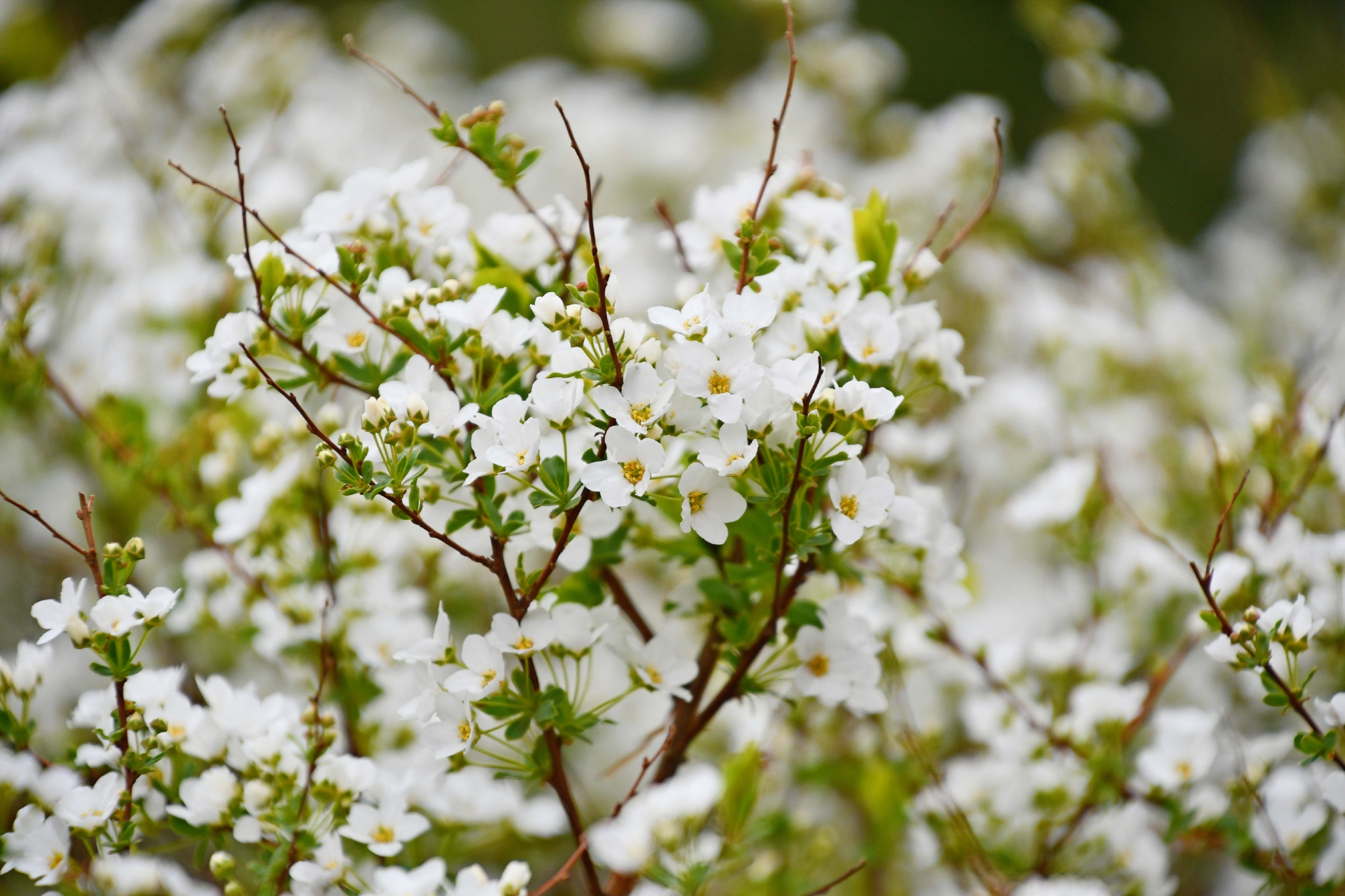 绣线菊也叫珍珠花原创拍摄