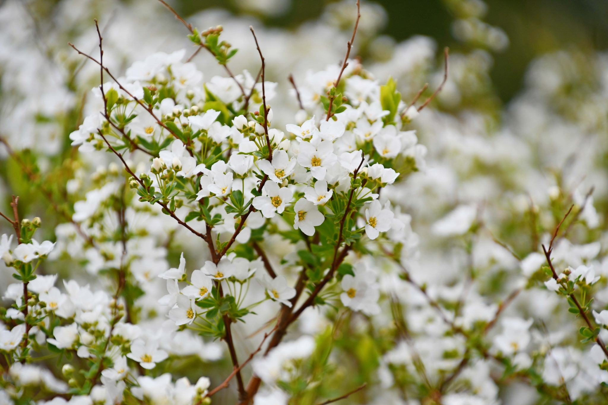 绣线菊也叫珍珠花原创拍摄