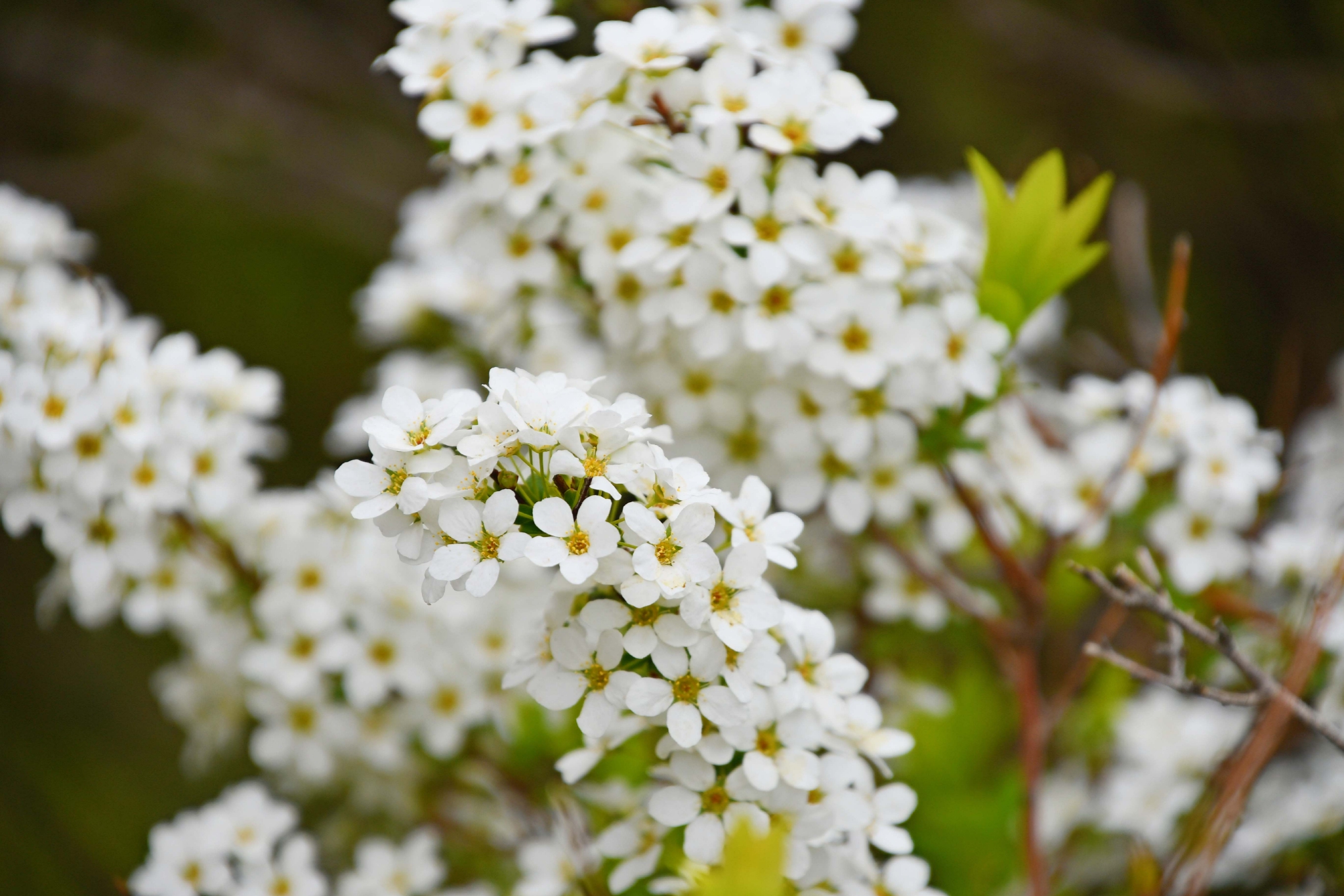 绣线菊也叫珍珠花原创拍摄
