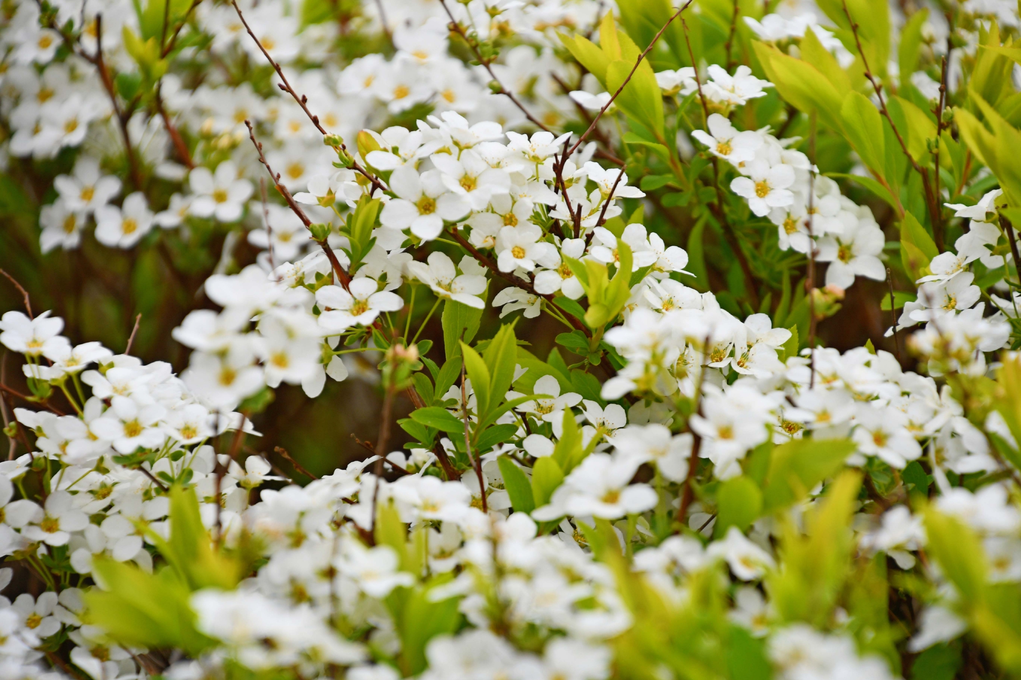 绣线菊也叫珍珠花原创拍摄