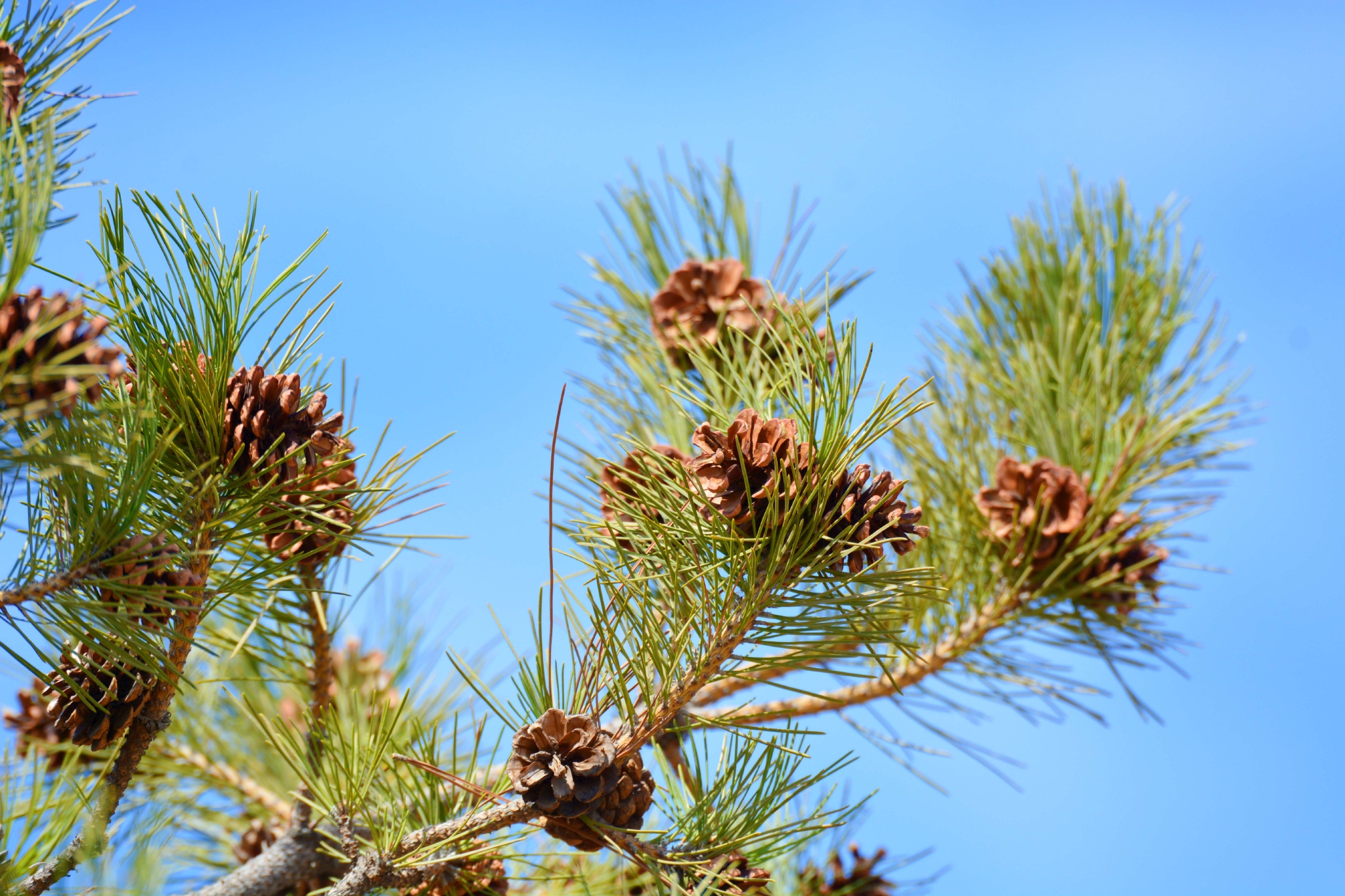 马尾松果实累累原创拍摄