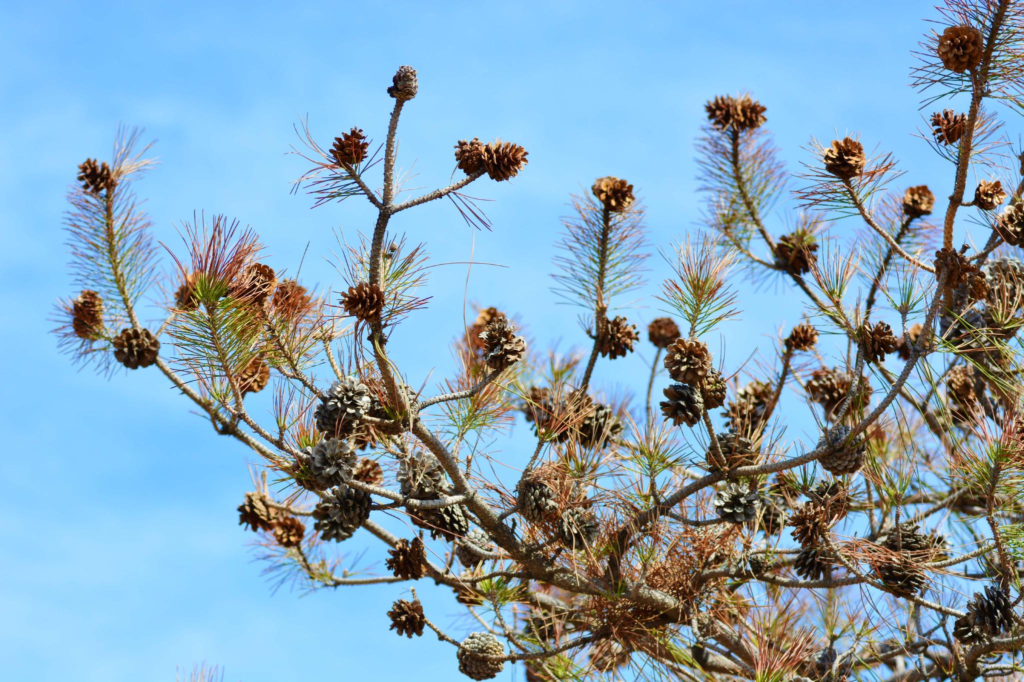 马尾松果实累累原创拍摄