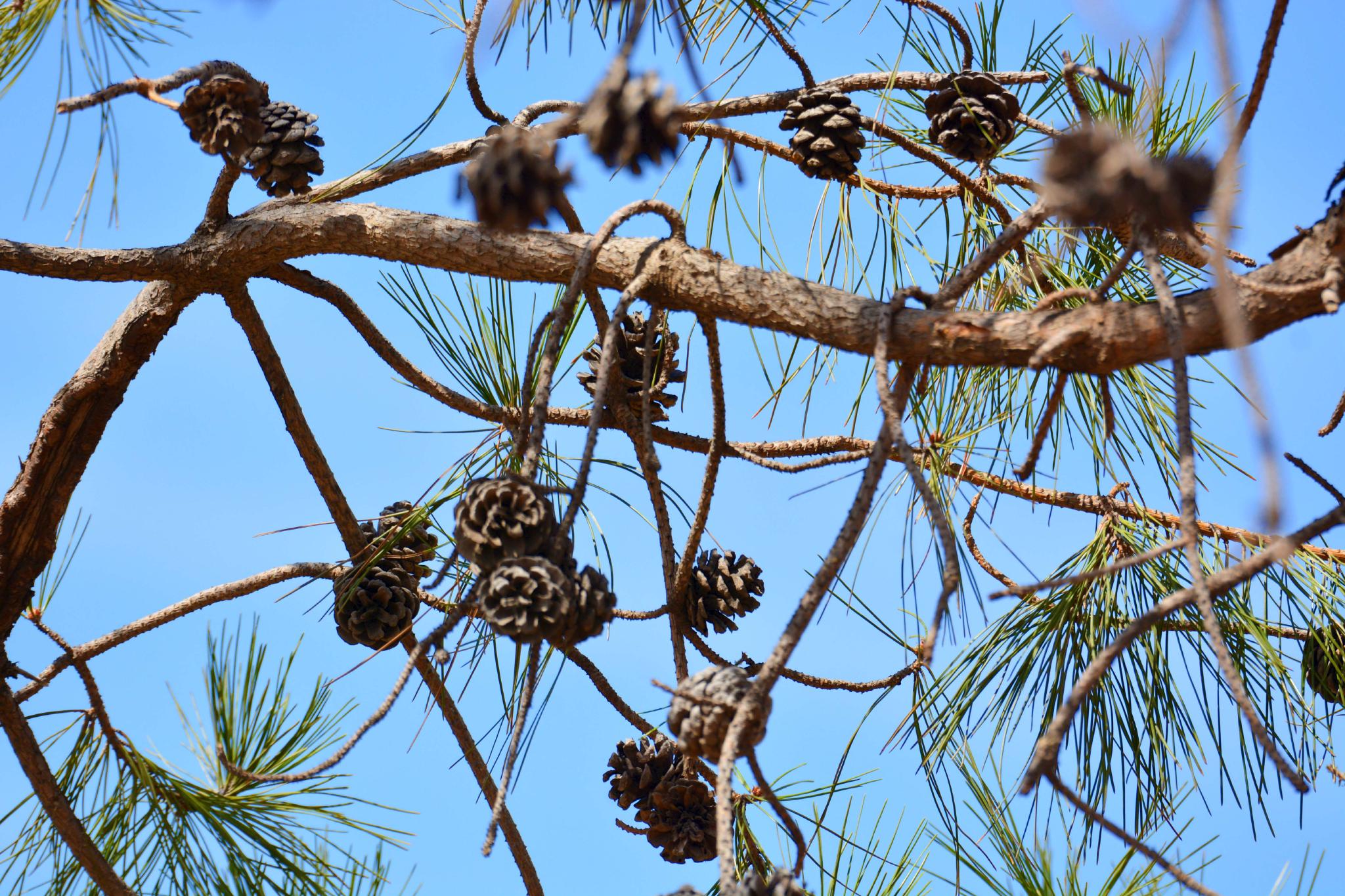 马尾松果实累累原创拍摄