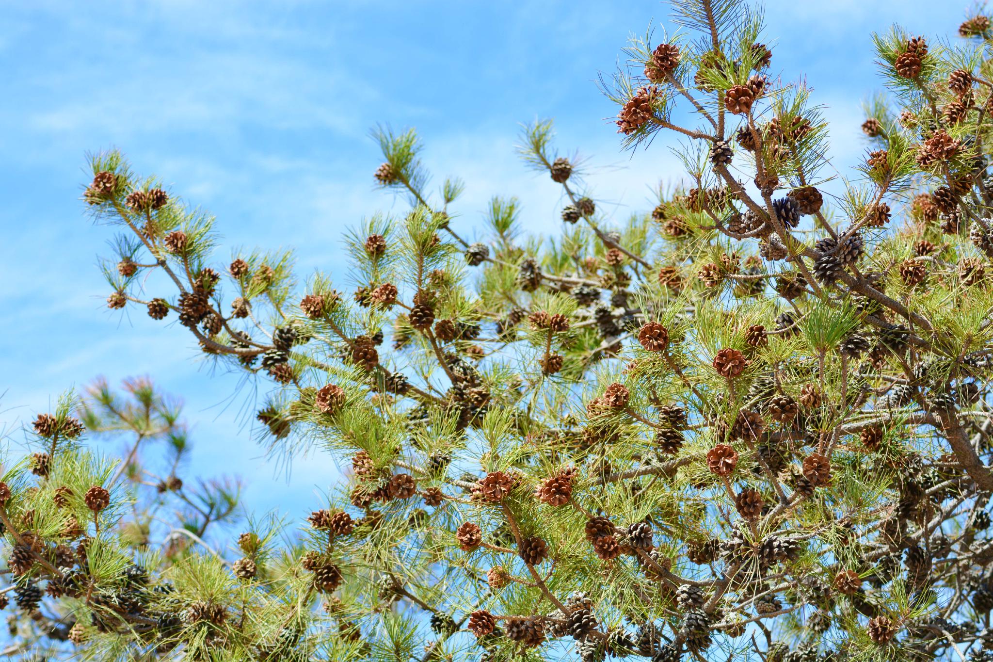 马尾松果实累累原创拍摄
