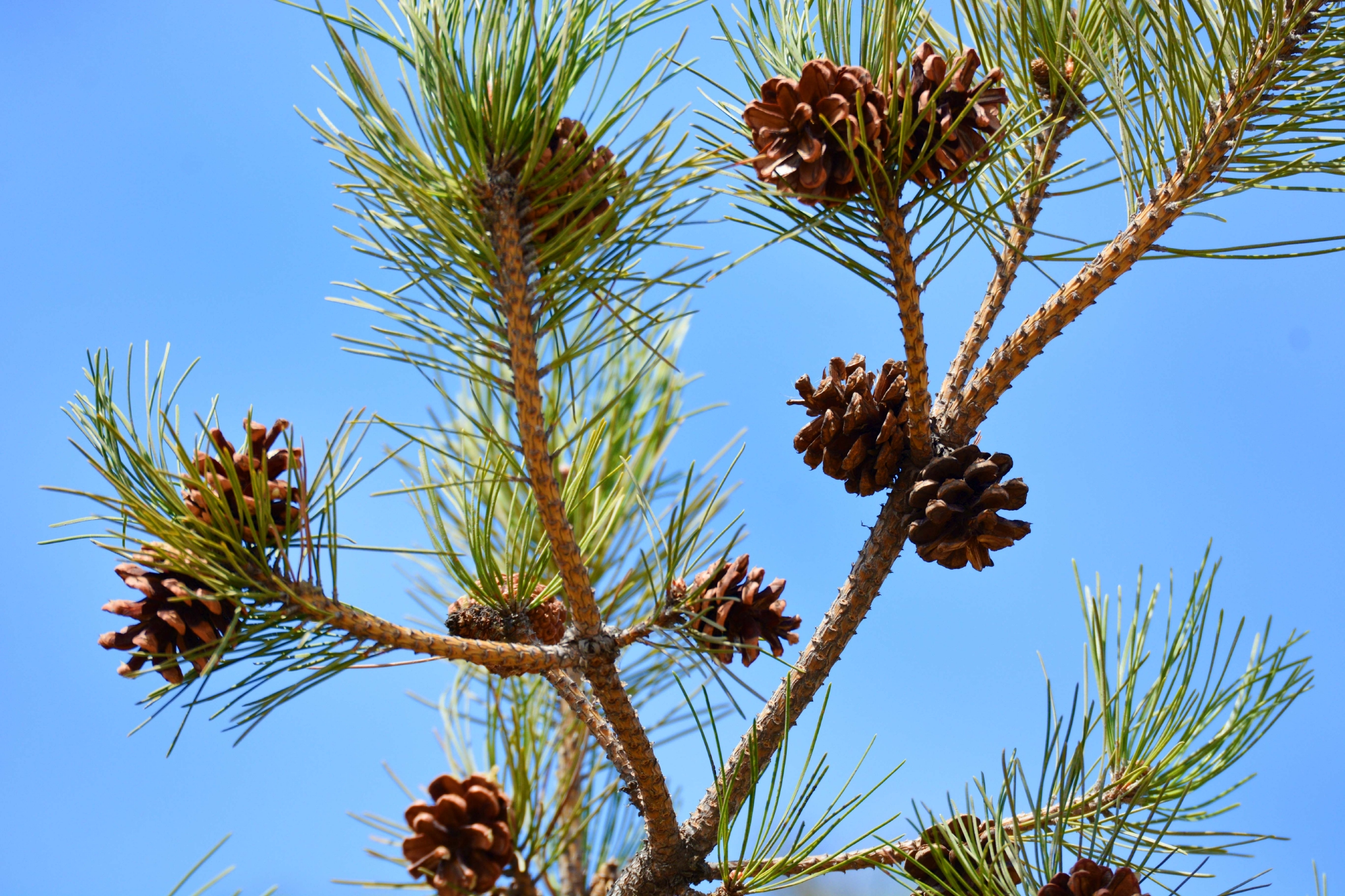 马尾松果实累累原创拍摄