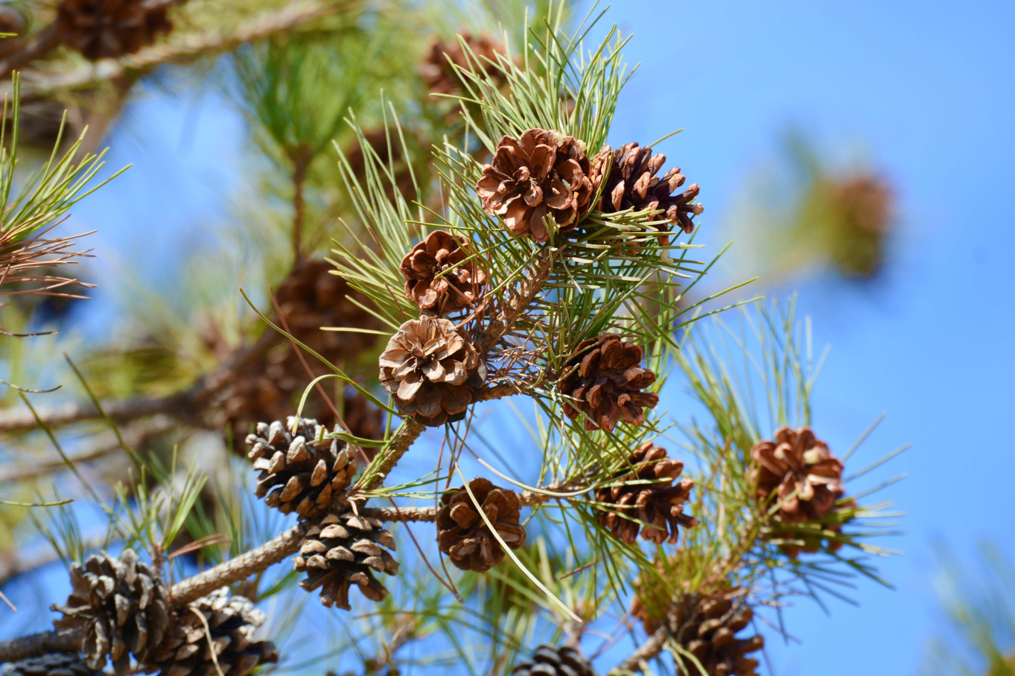 马尾松果实累累原创拍摄