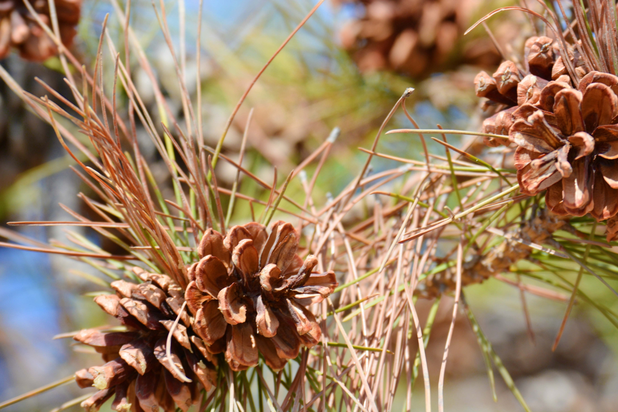 马尾松果实累累原创拍摄