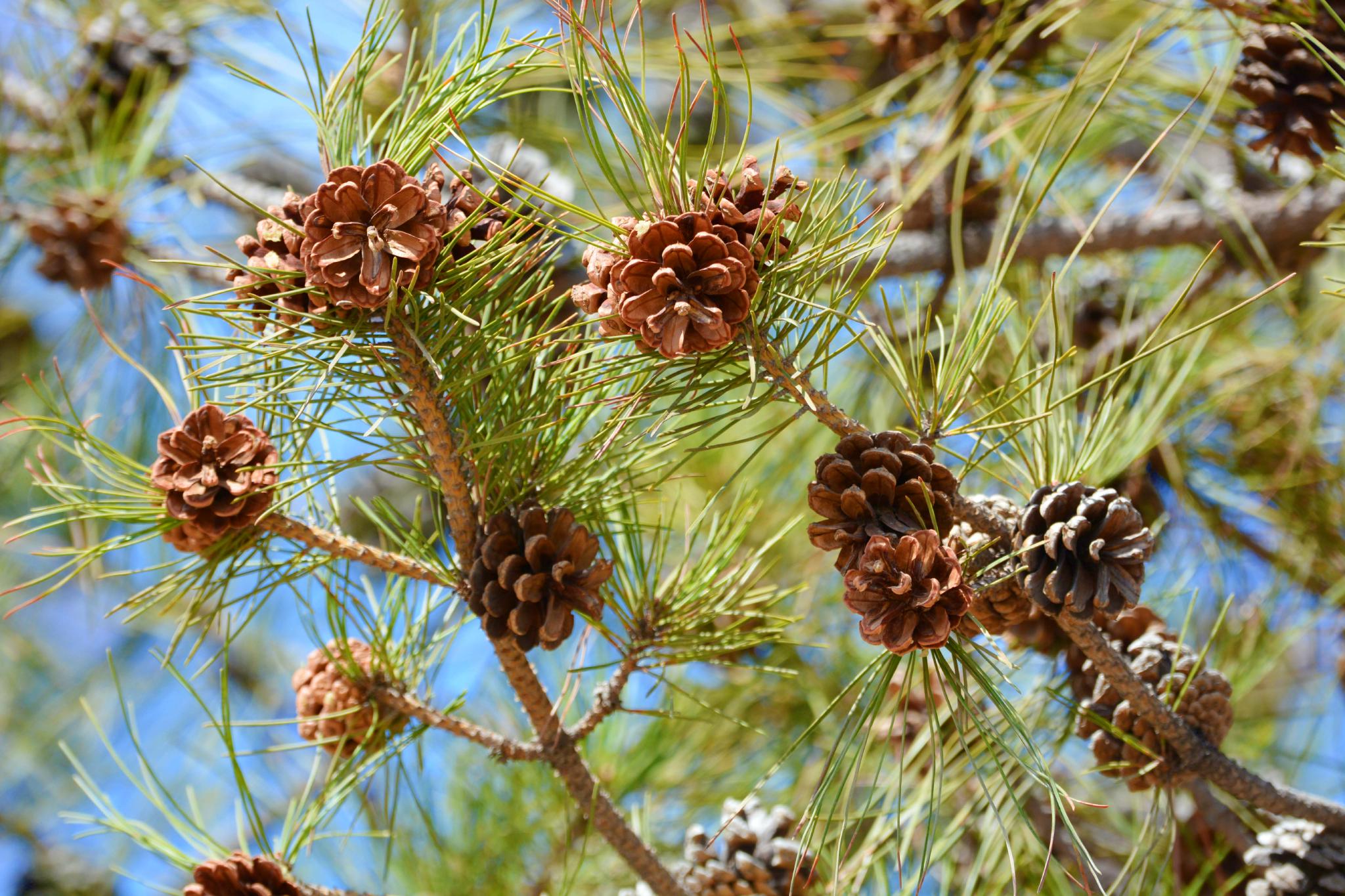 马尾松果实累累原创拍摄