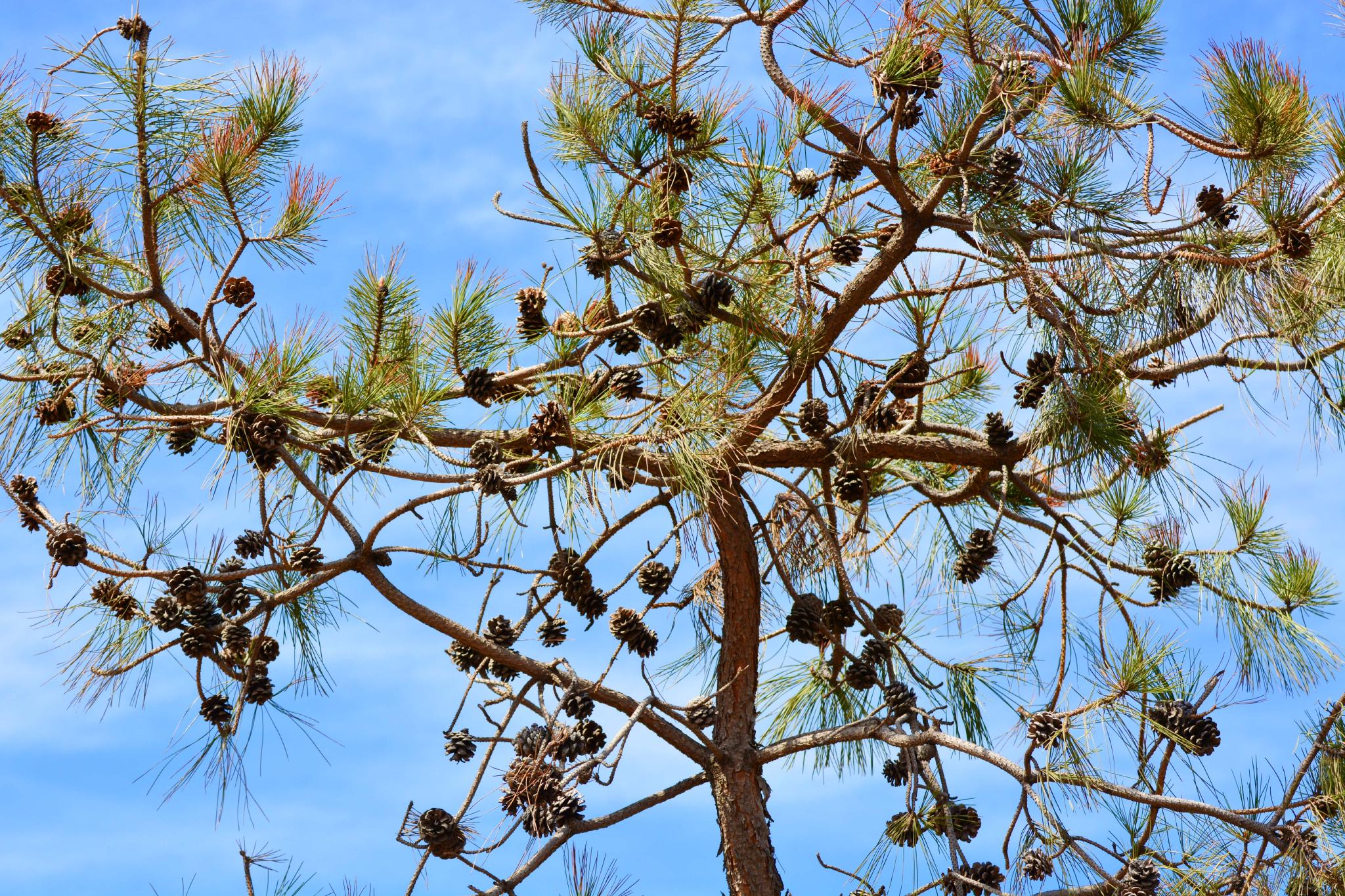 马尾松果实累累原创拍摄