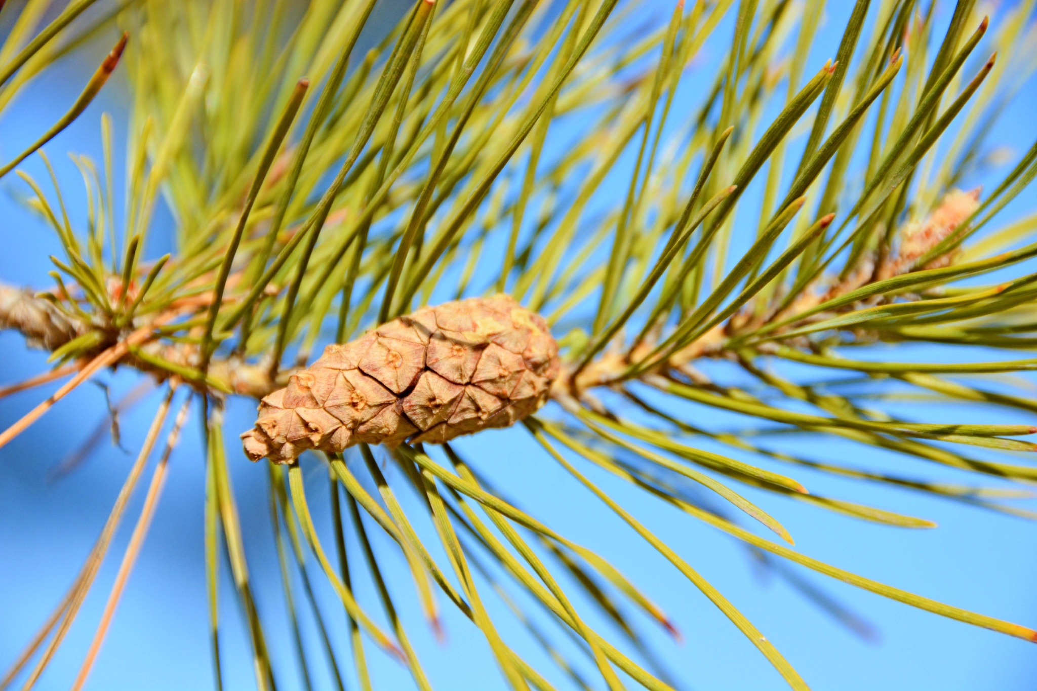 樟子松果实,原创拍摄