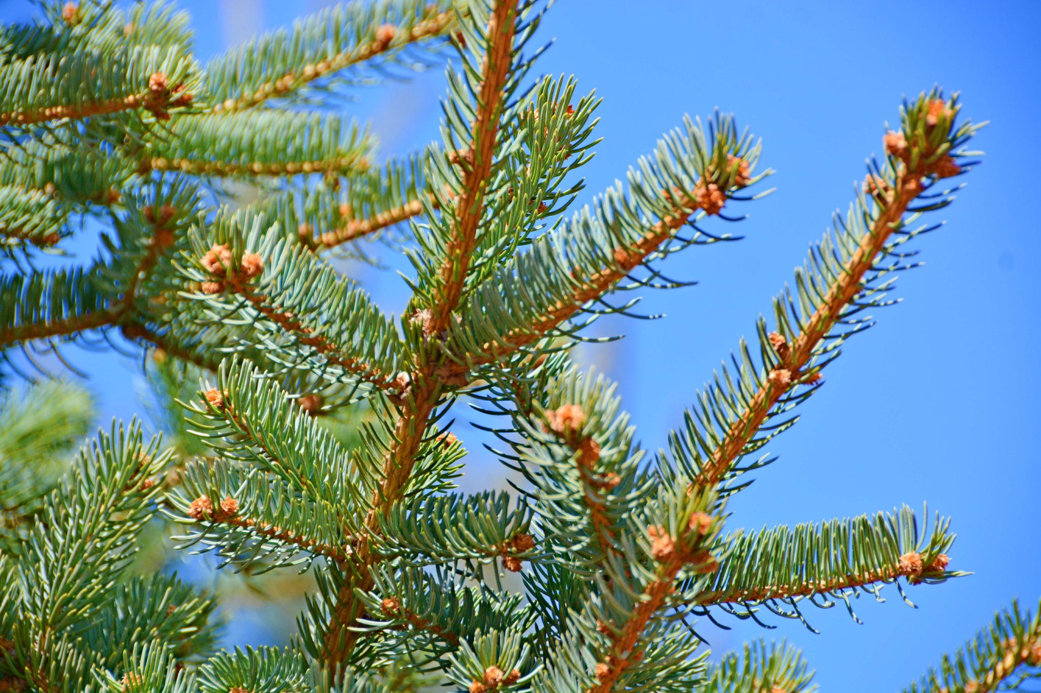 云杉花骨朵原创拍摄