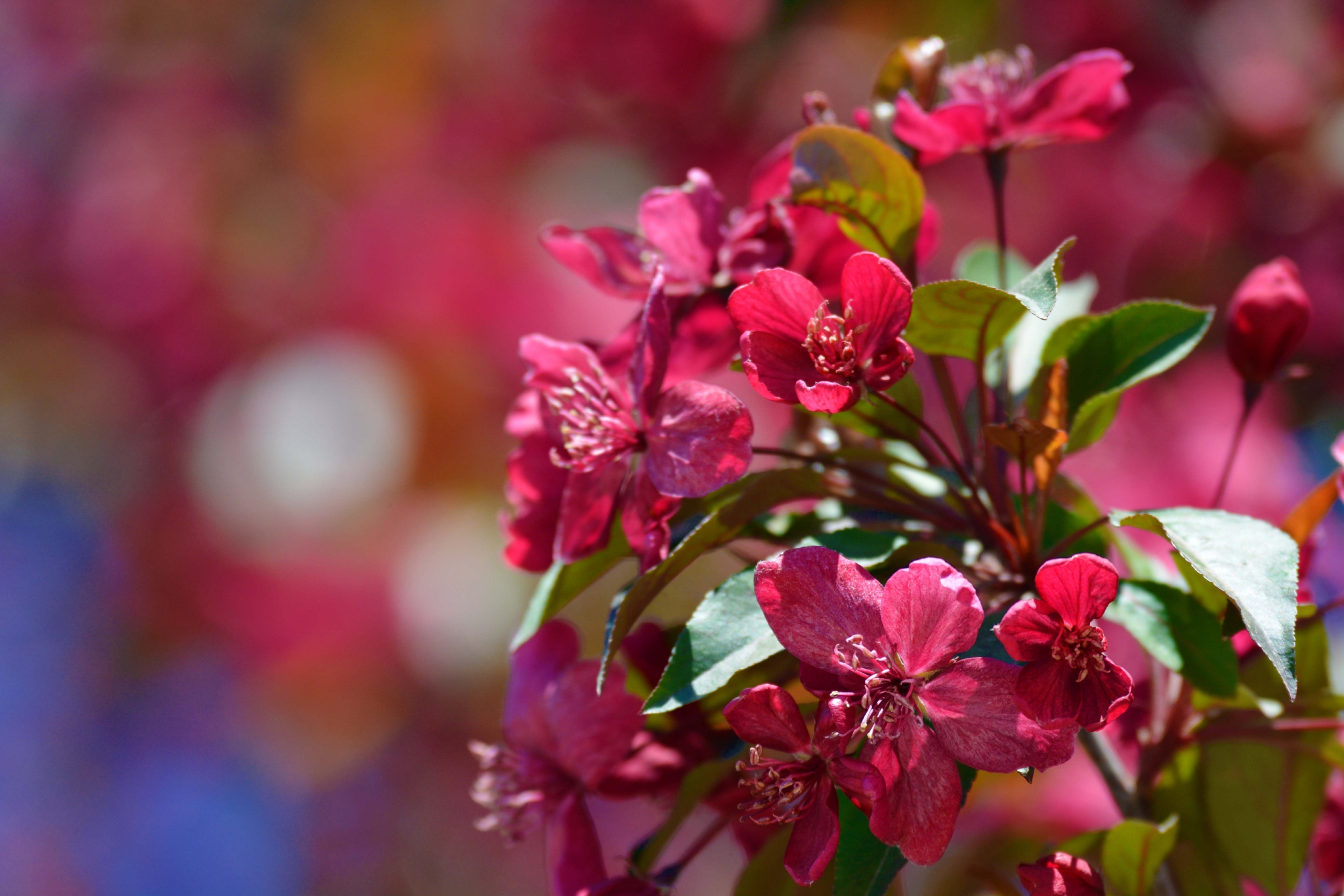 美丽的北美海棠花原创拍摄