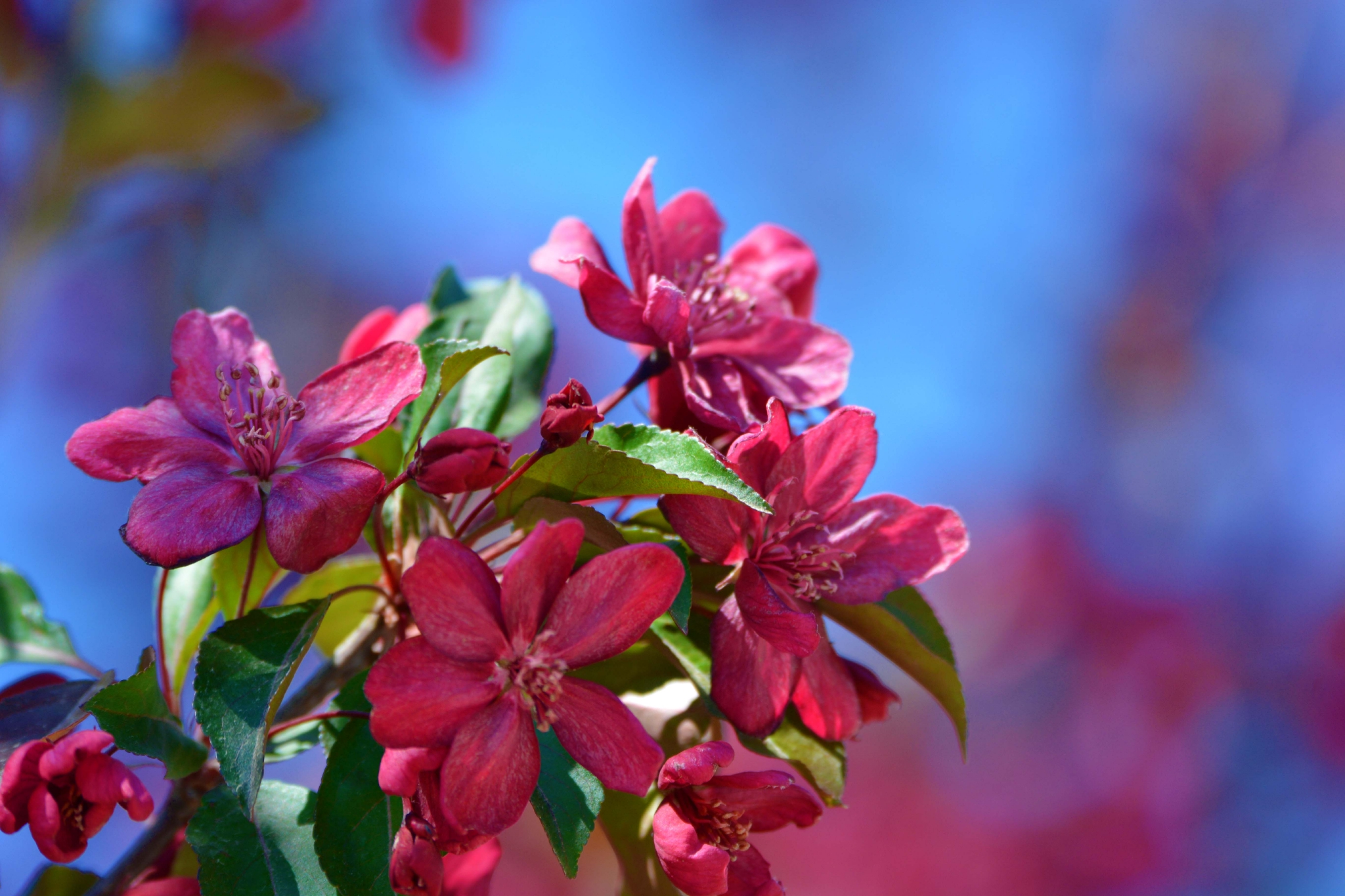 美丽的北美海棠花原创拍摄