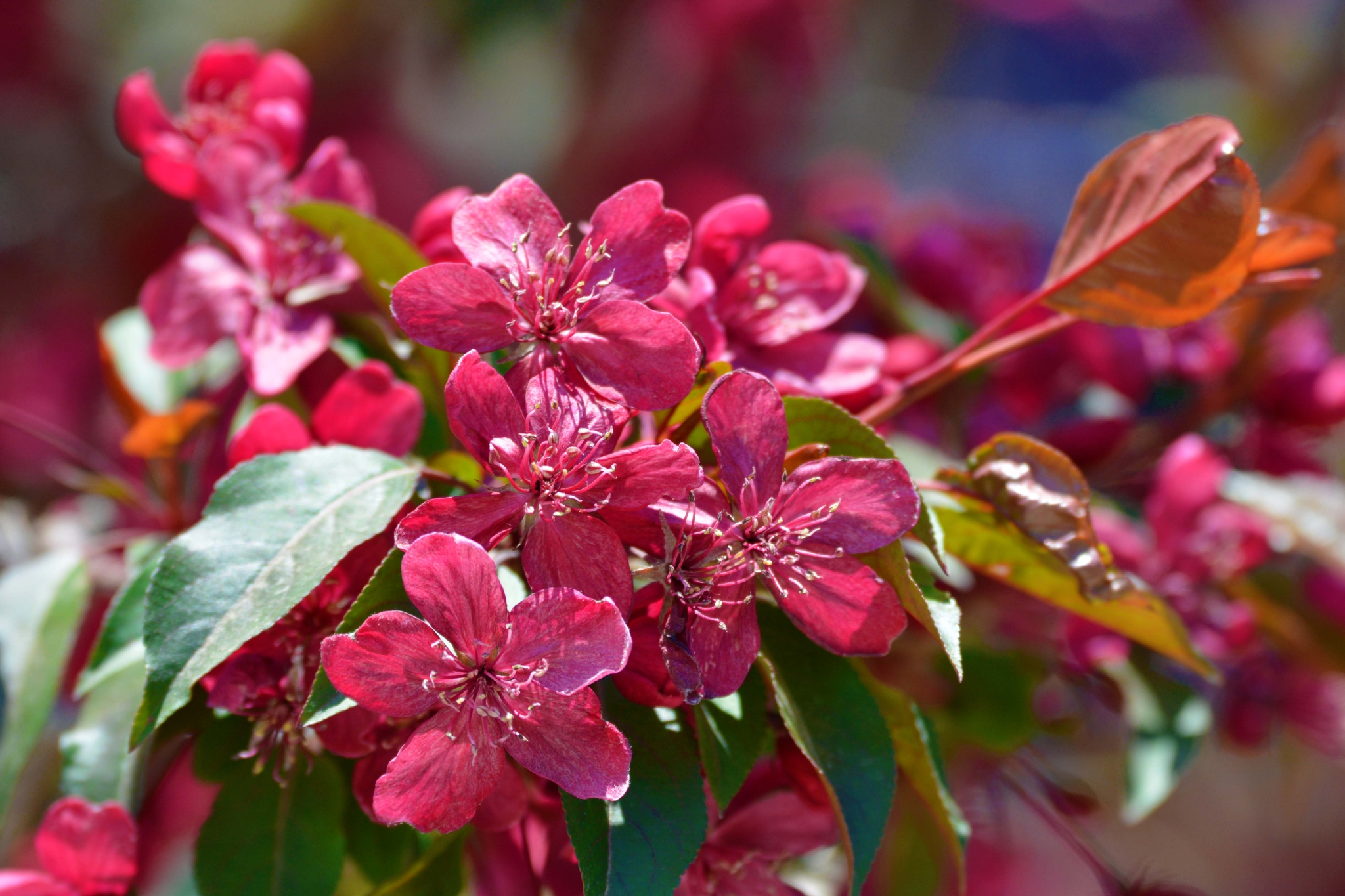 美丽的北美海棠花原创拍摄