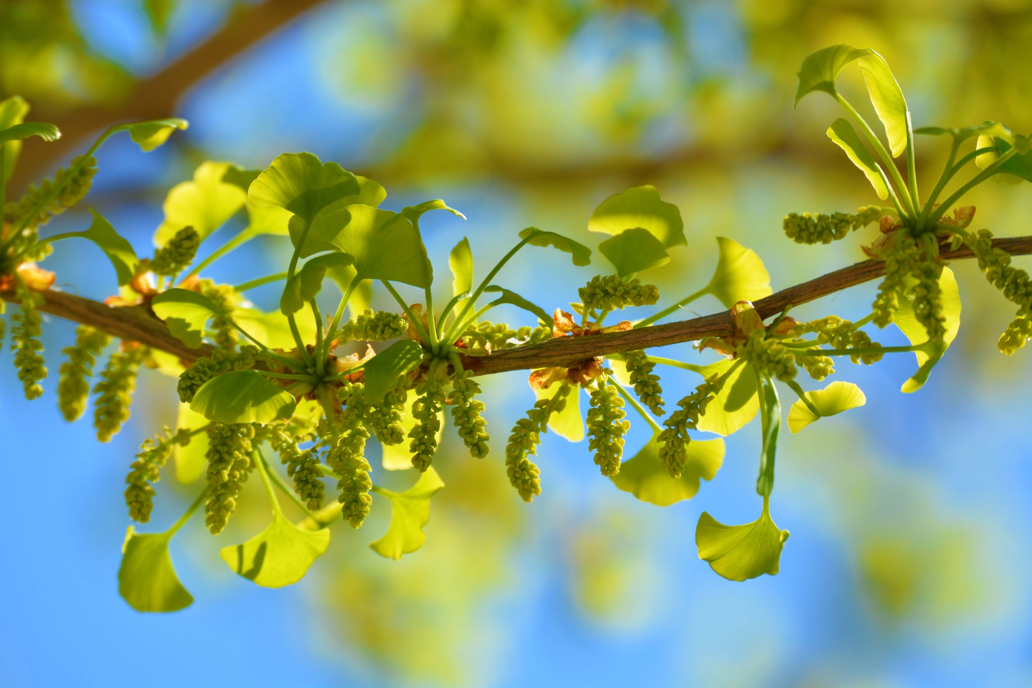 银杏花 原创拍摄 银杏花 原创 拍摄 新浪新闻