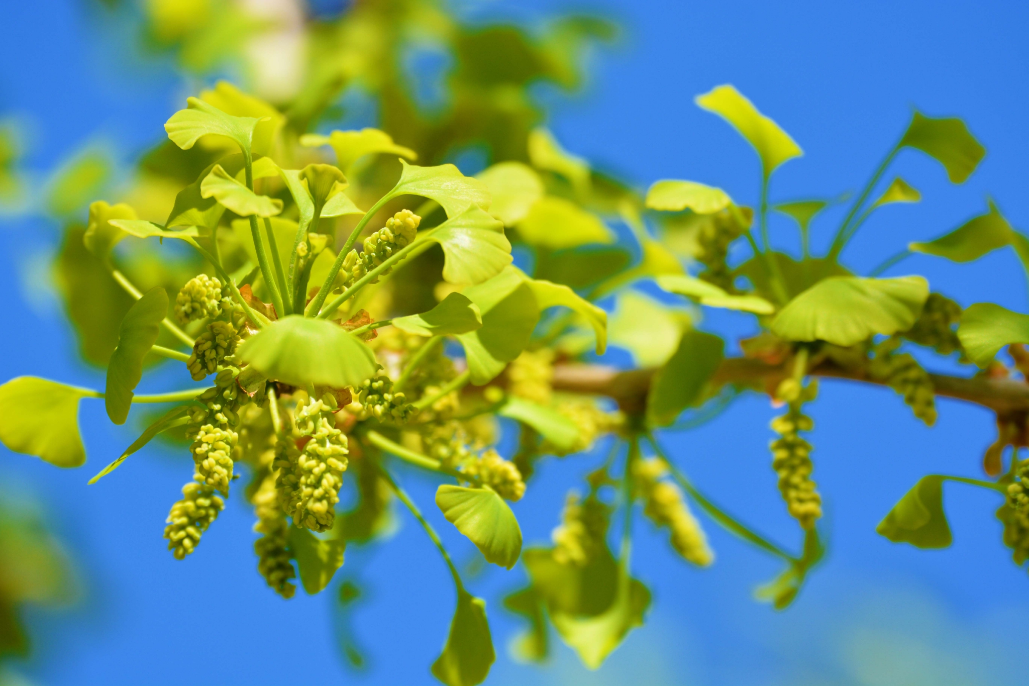 银杏花 原创拍摄 银杏花 原创 拍摄 新浪新闻