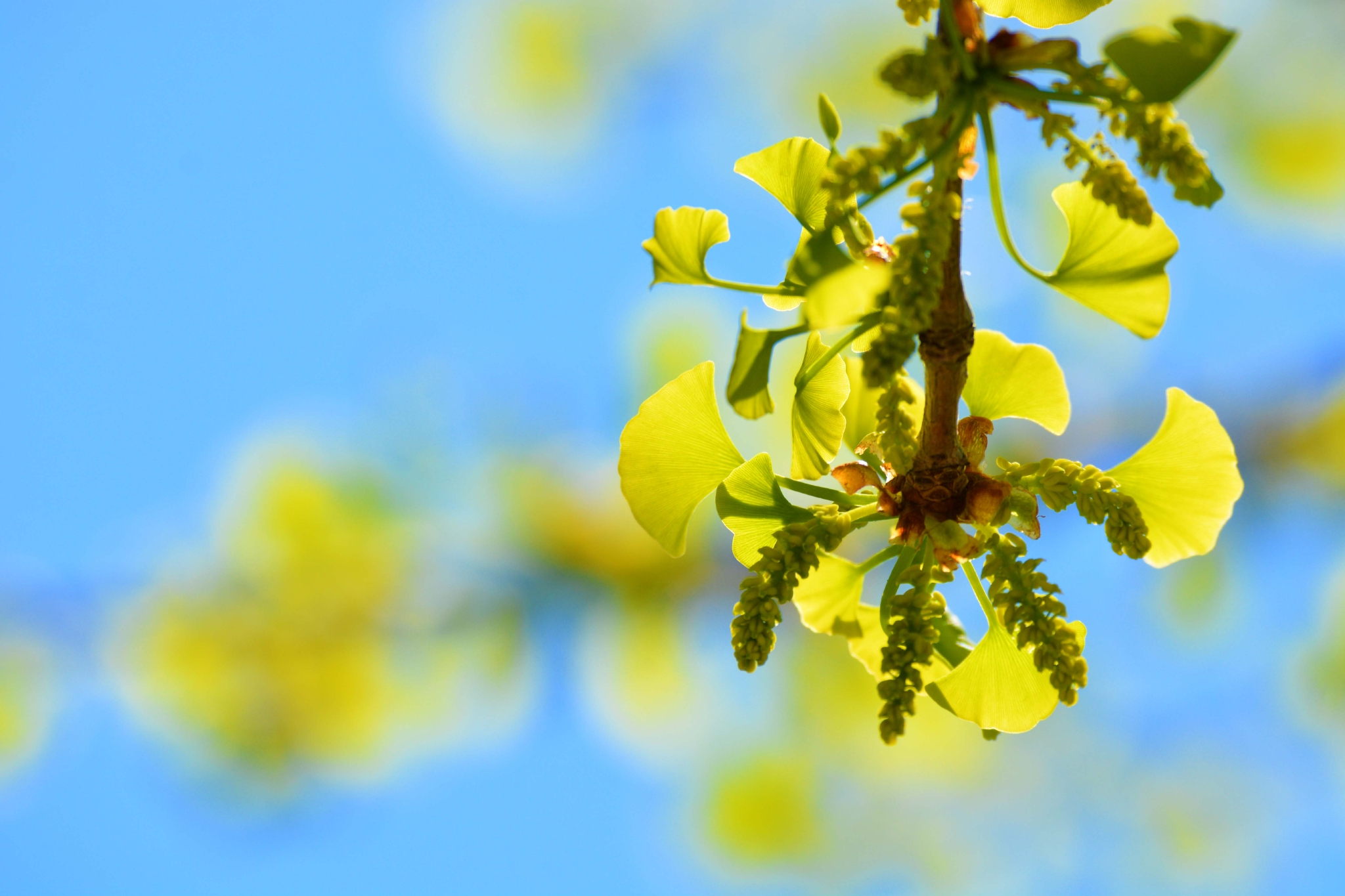 银杏花 原创拍摄 银杏花 原创 拍摄 新浪新闻