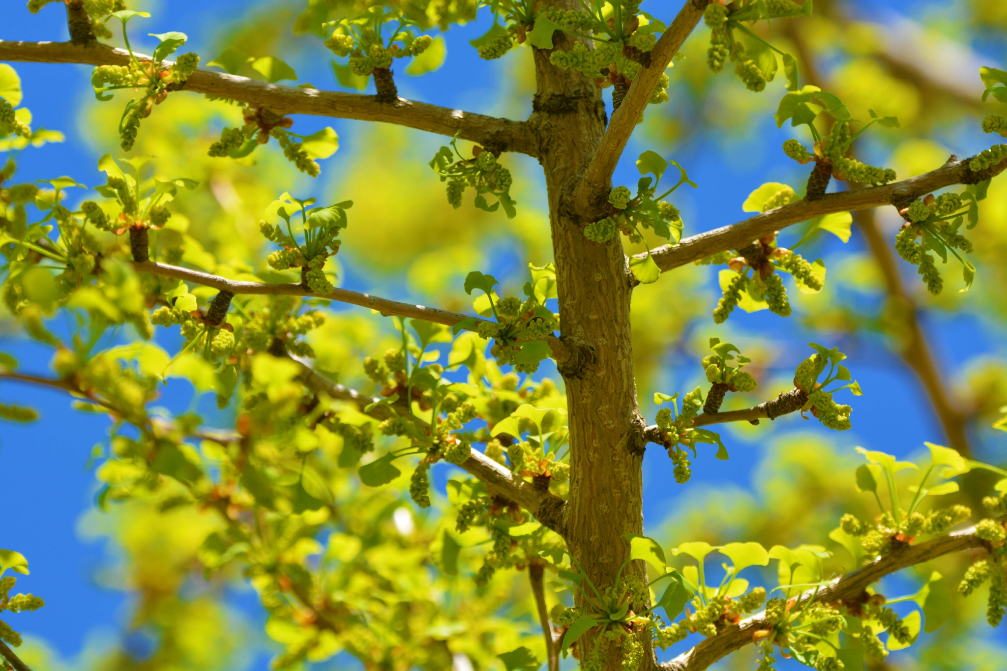 银杏花 原创拍摄 银杏花 原创 拍摄 新浪新闻