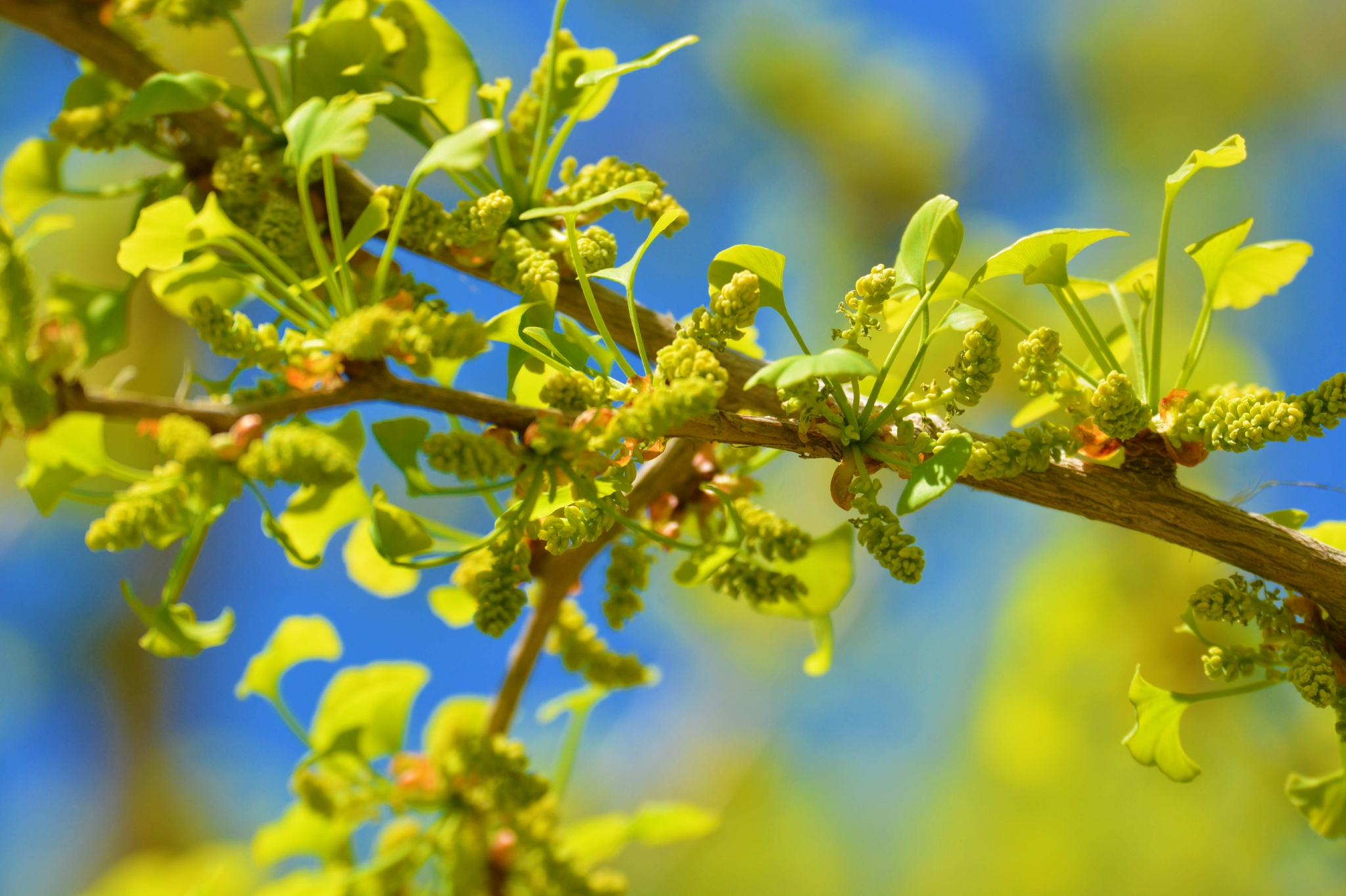 银杏花 原创拍摄 银杏花 原创 拍摄 新浪新闻