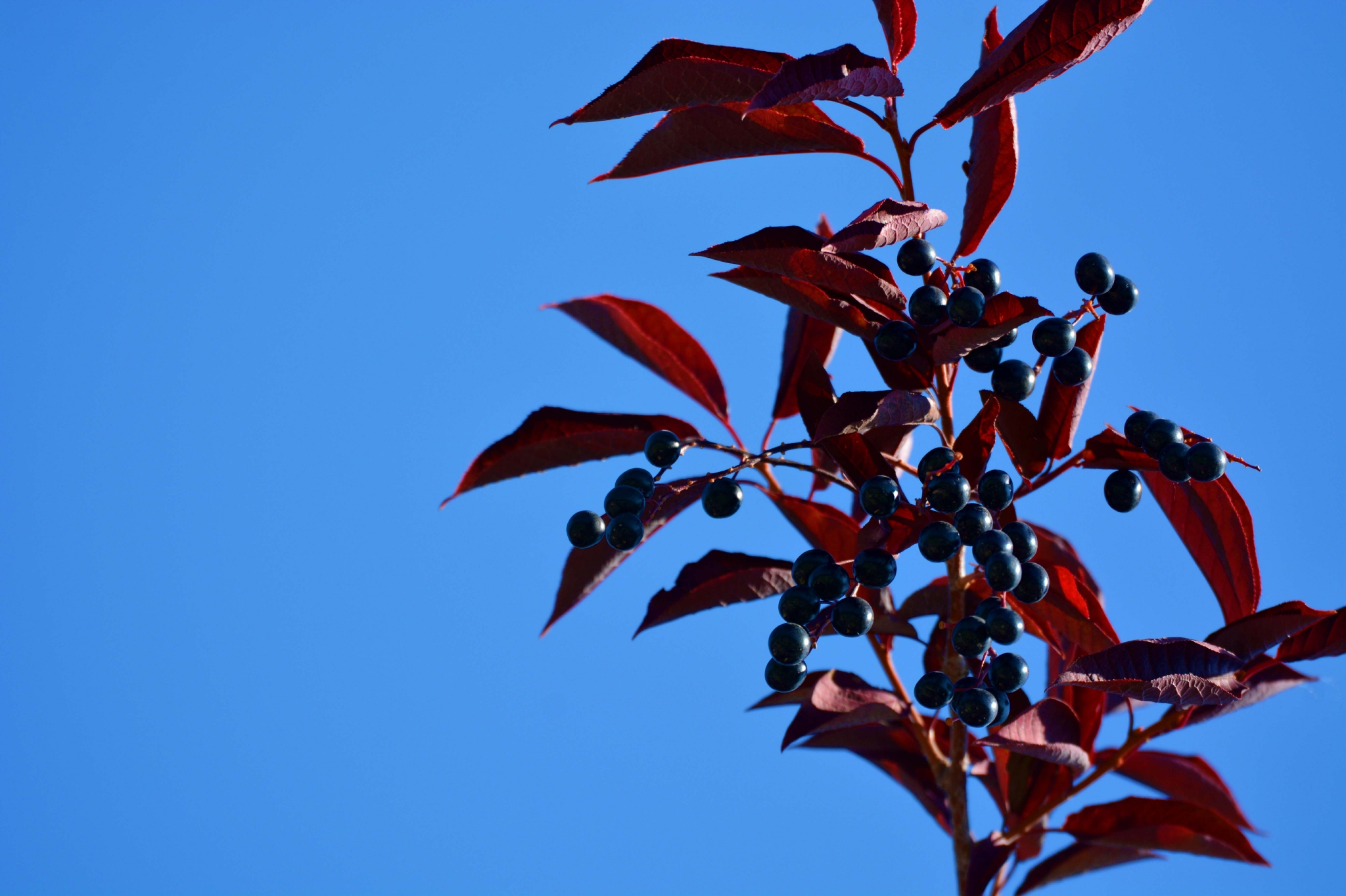 稠李果实能吃吗