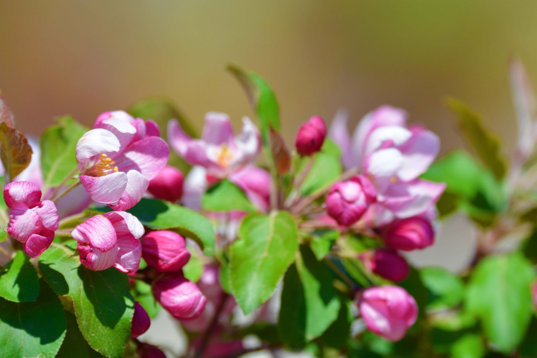 含苞待放的海棠花原创拍摄