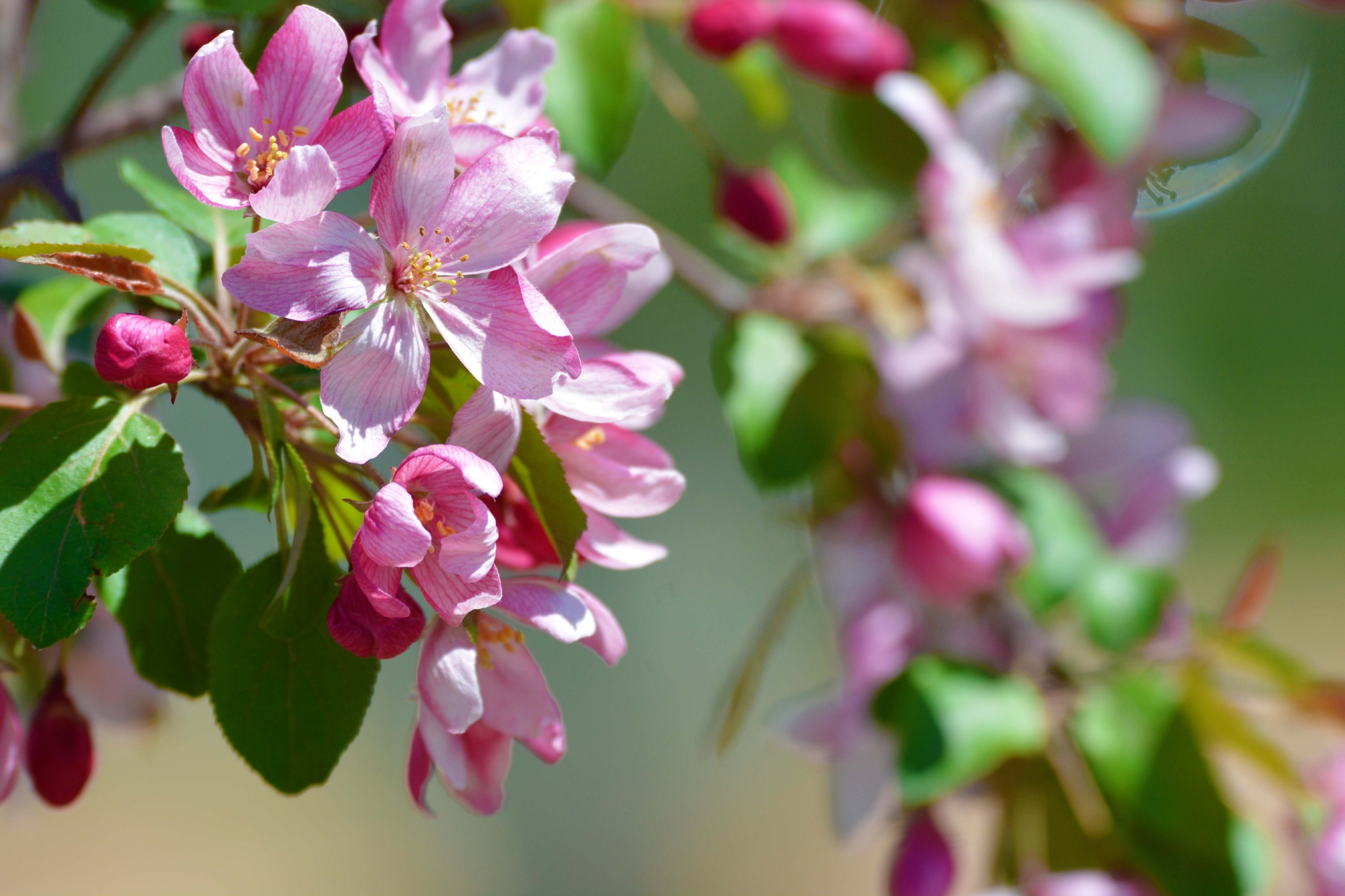含苞待放的海棠花原创拍摄