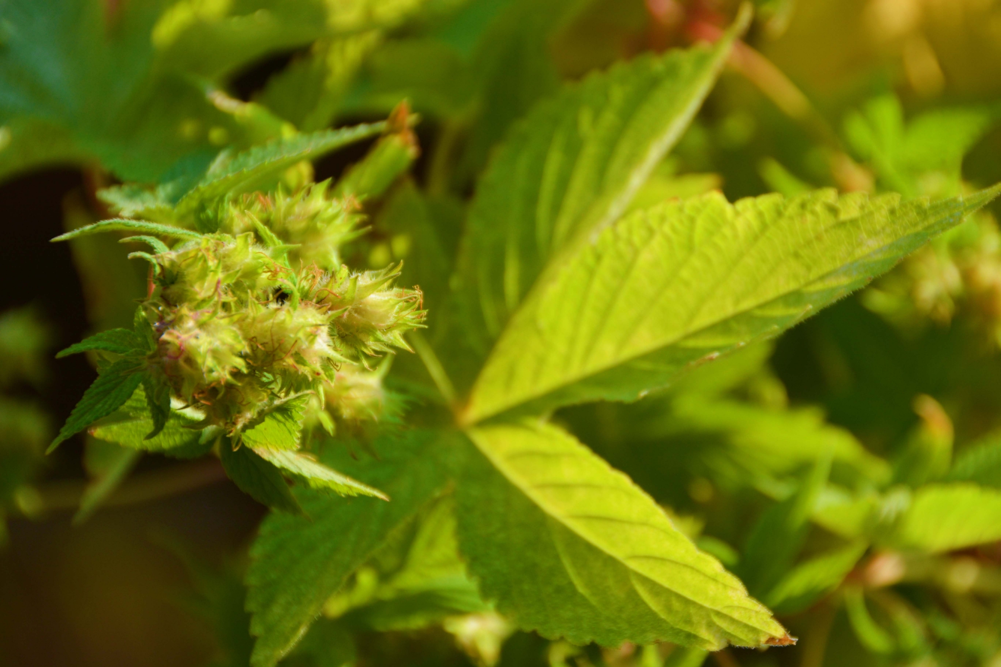 中药植物五爪龙花和叶,原创拍摄__财经头条