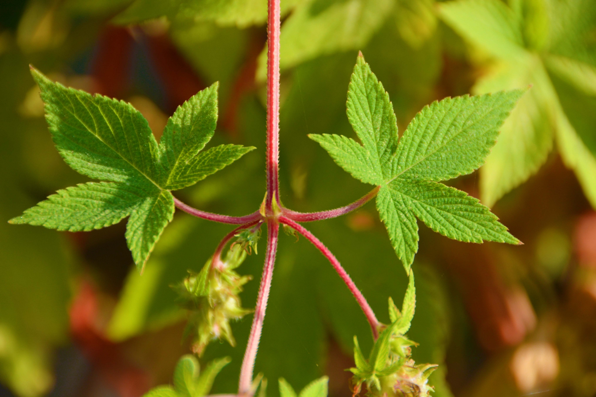 中药植物五爪龙花和叶原创拍摄