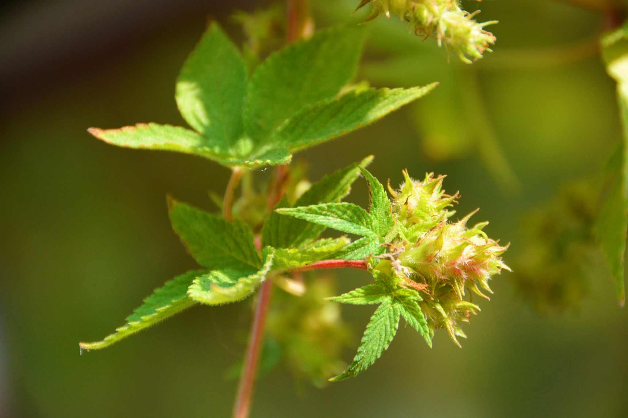 中药植物五爪龙花和叶原创拍摄