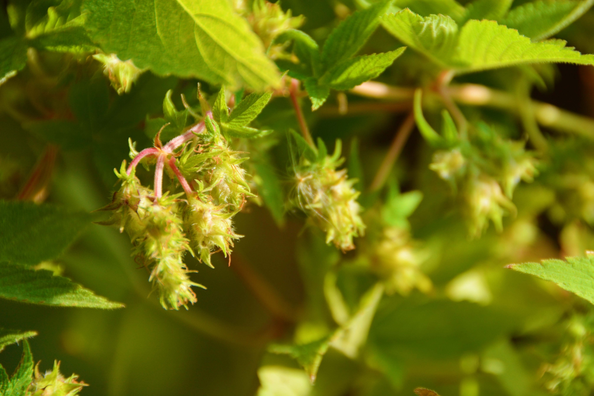 中药植物五爪龙花和叶原创拍摄
