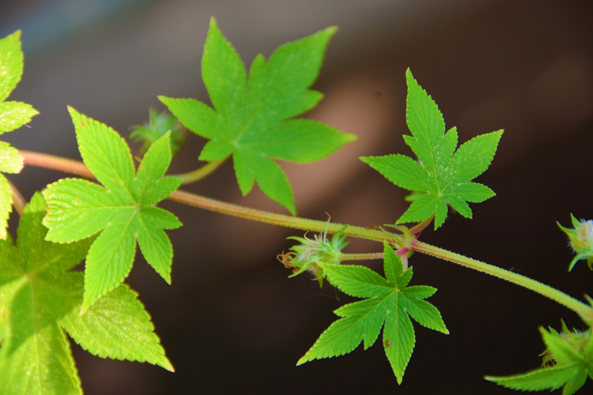 中药植物五爪龙花和叶原创拍摄