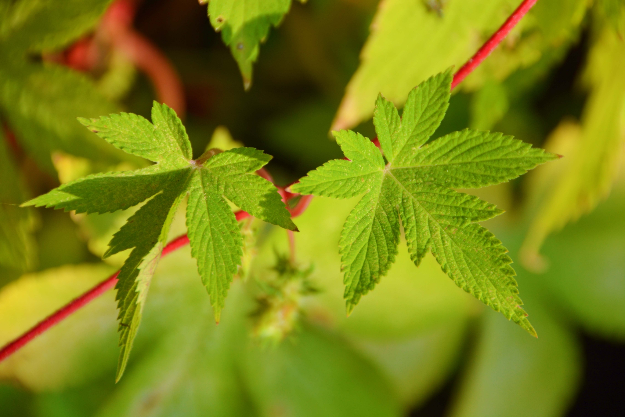 中药植物五爪龙花和叶原创拍摄