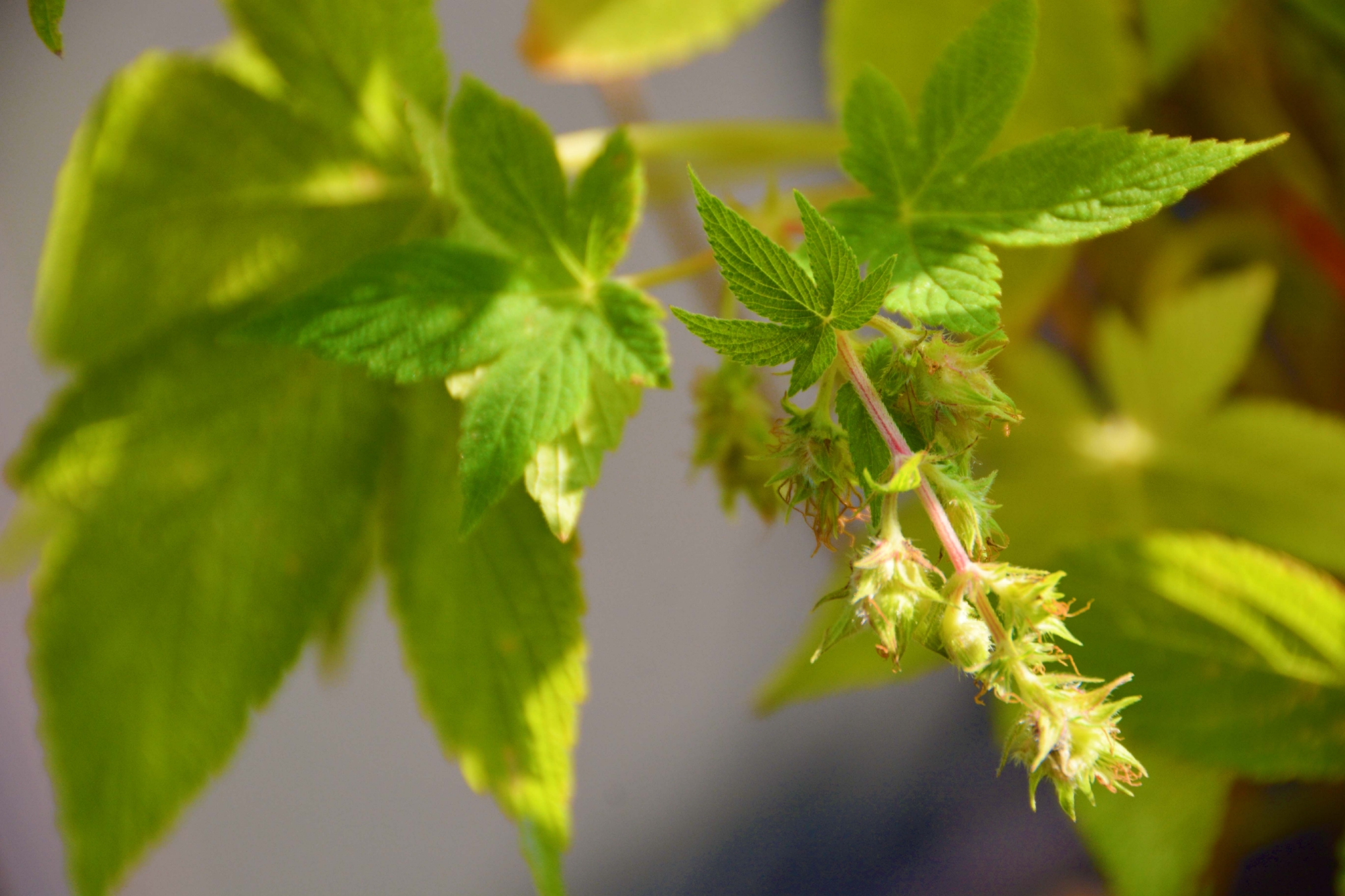 中药植物五爪龙花和叶原创拍摄