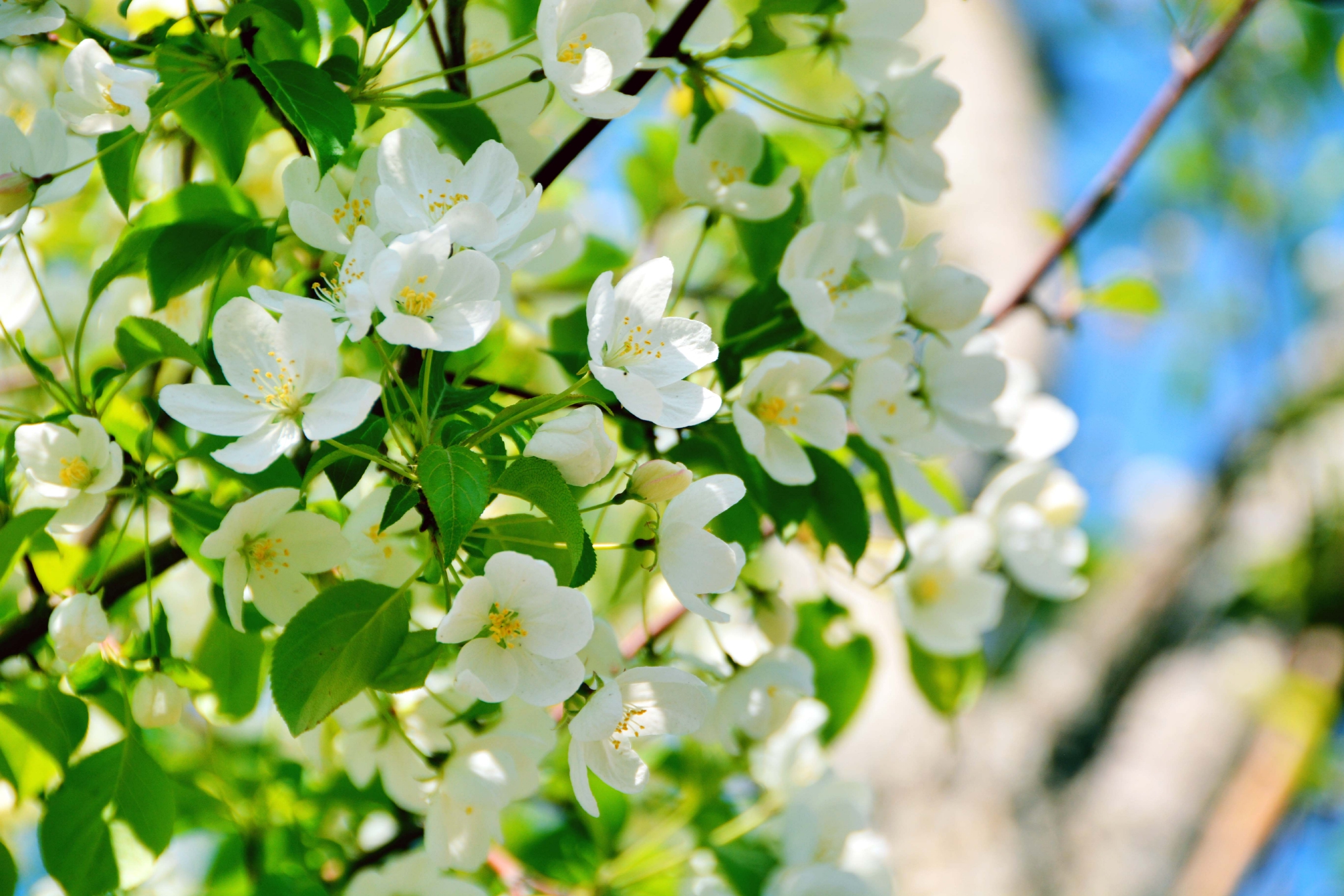 山丁子花原创拍摄