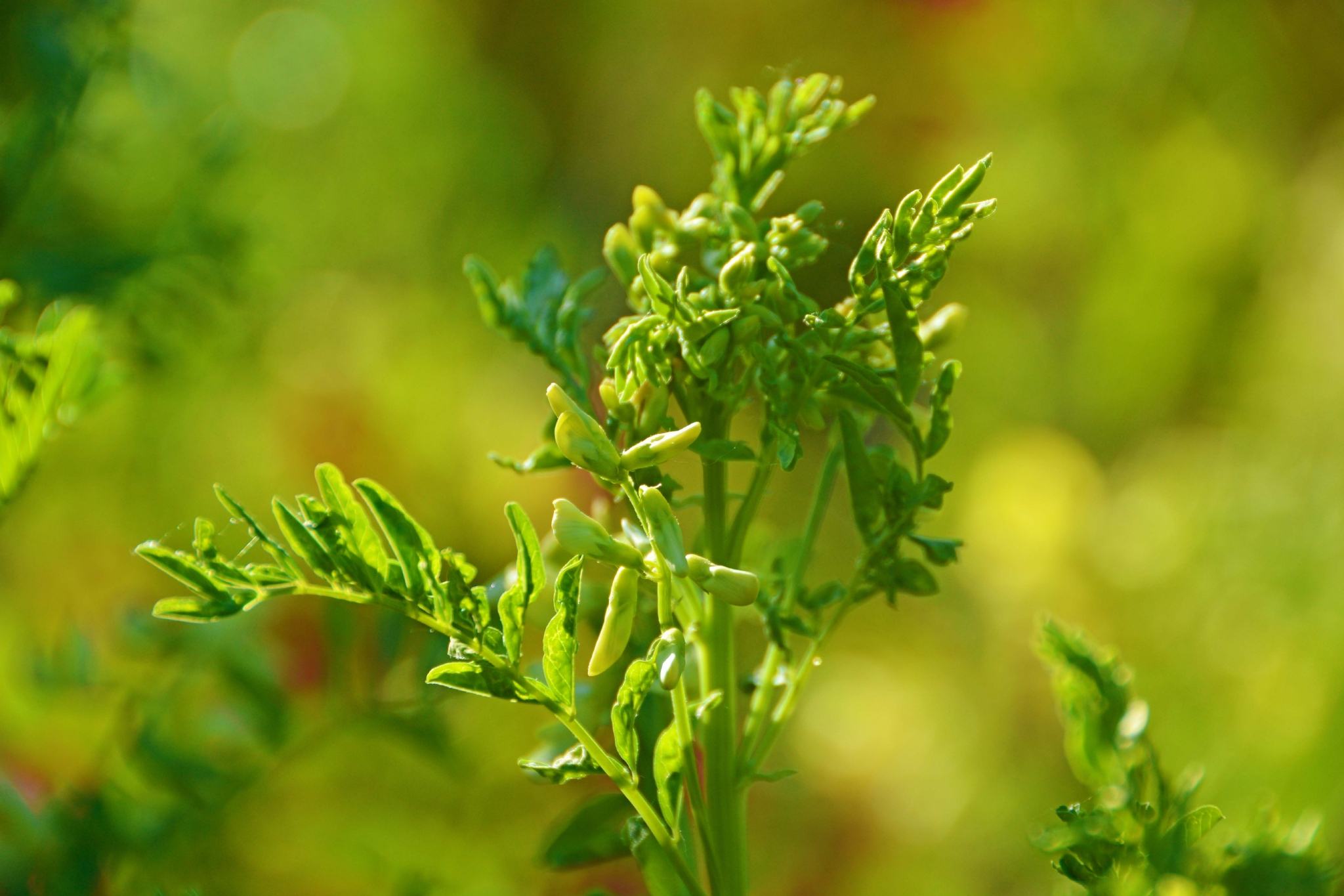野生黄芪花,原创拍摄