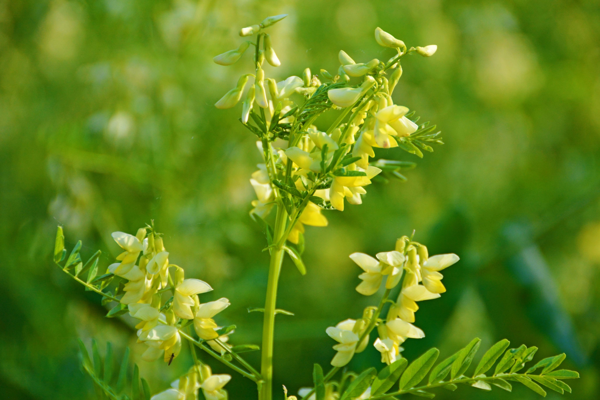 野生黄芪花,原创拍摄