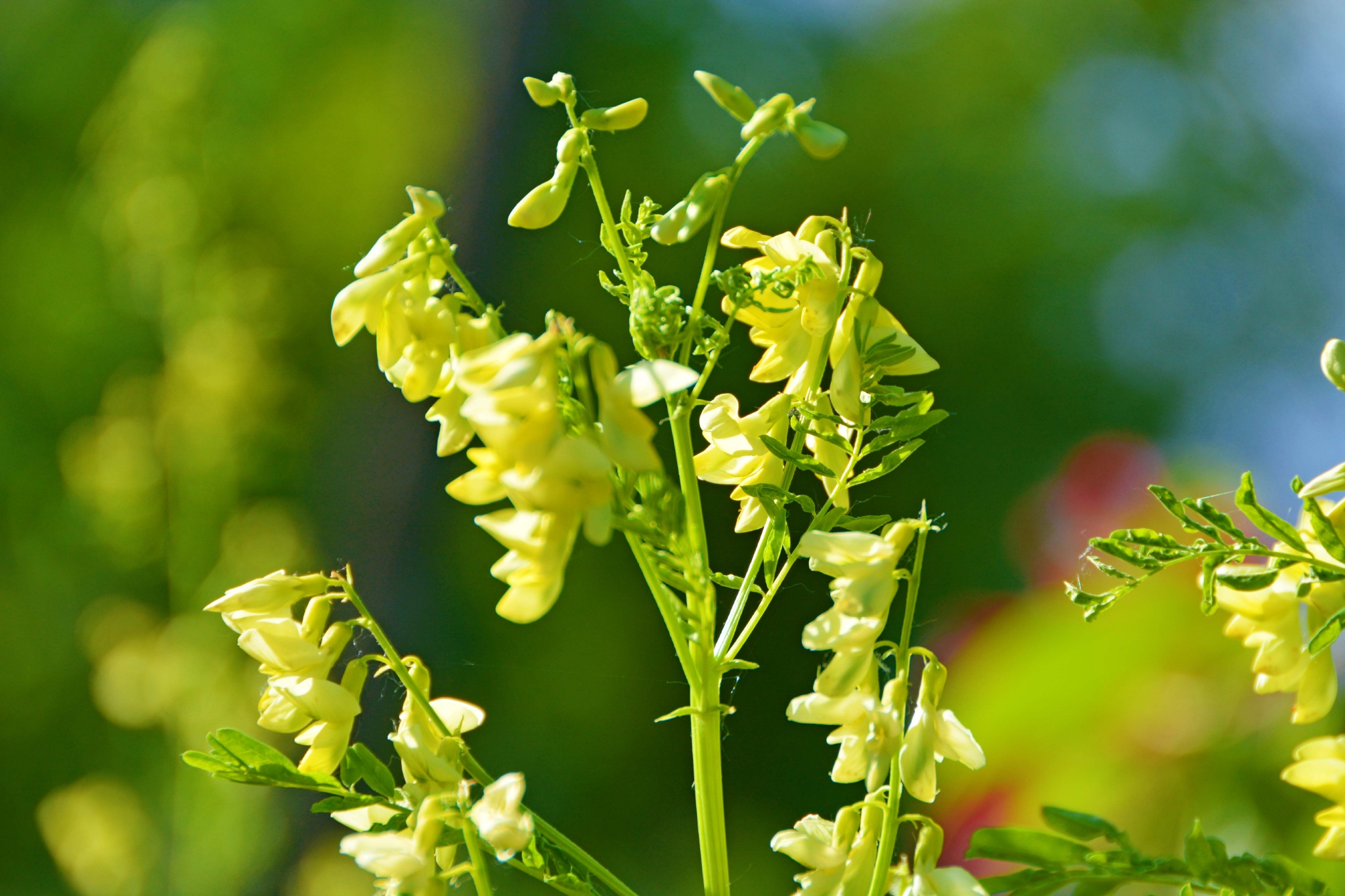 野生黄芪花,原创拍摄