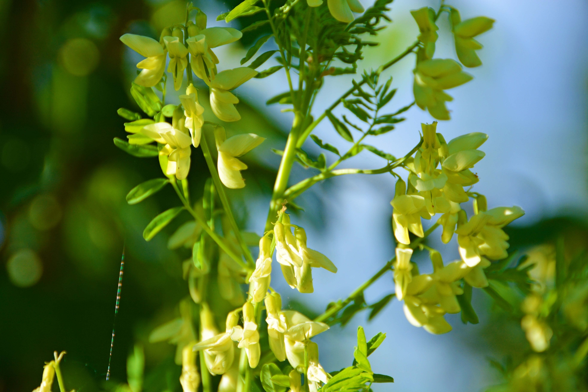 野生黄芪花,原创拍摄