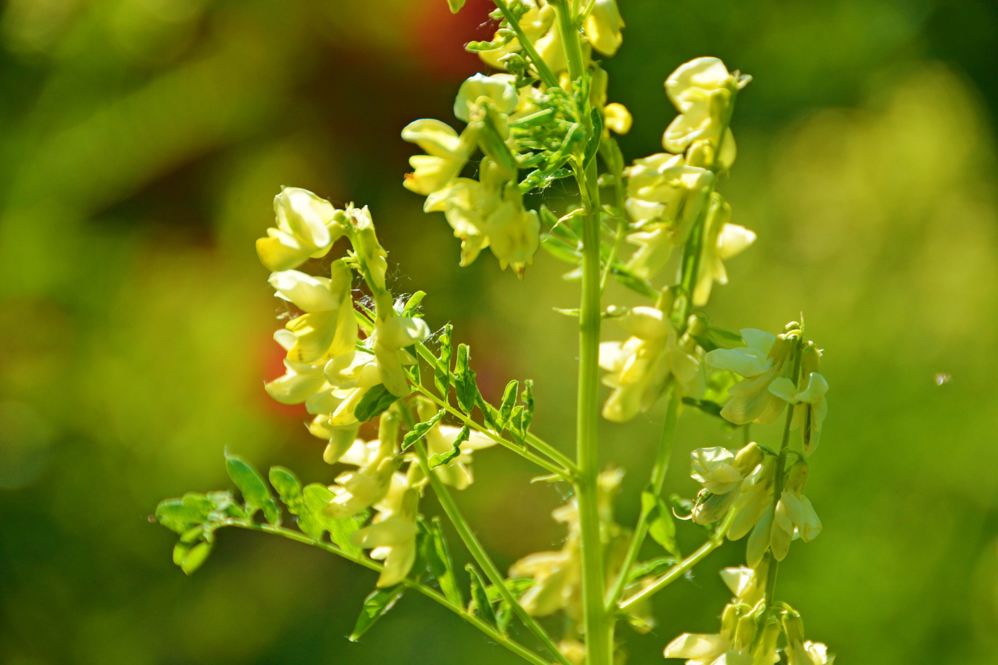 野生黄芪花,原创拍摄
