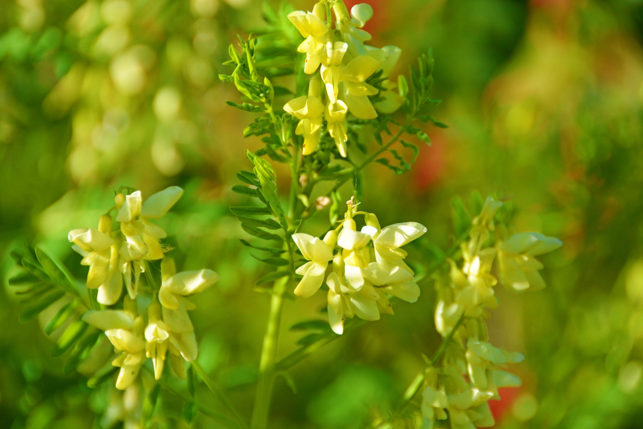 野生黄芪花,原创拍摄