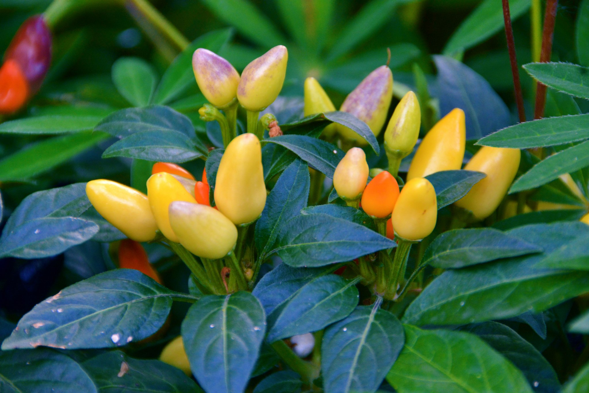 五彩椒朝天椒彩椒,原创拍摄