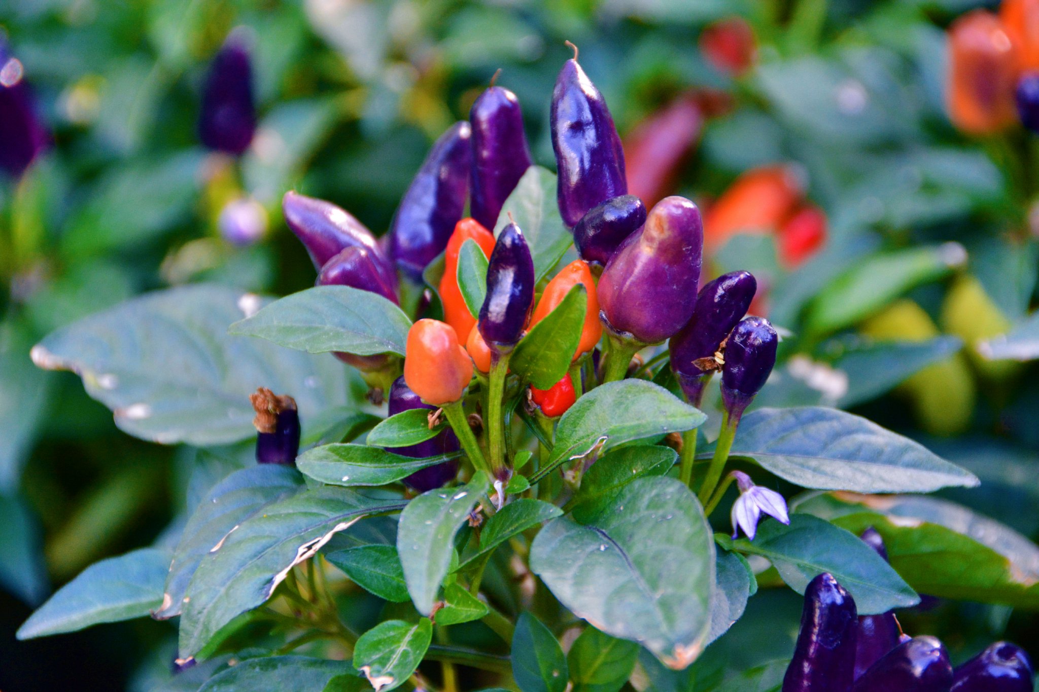 五彩椒朝天椒彩椒,原创拍摄