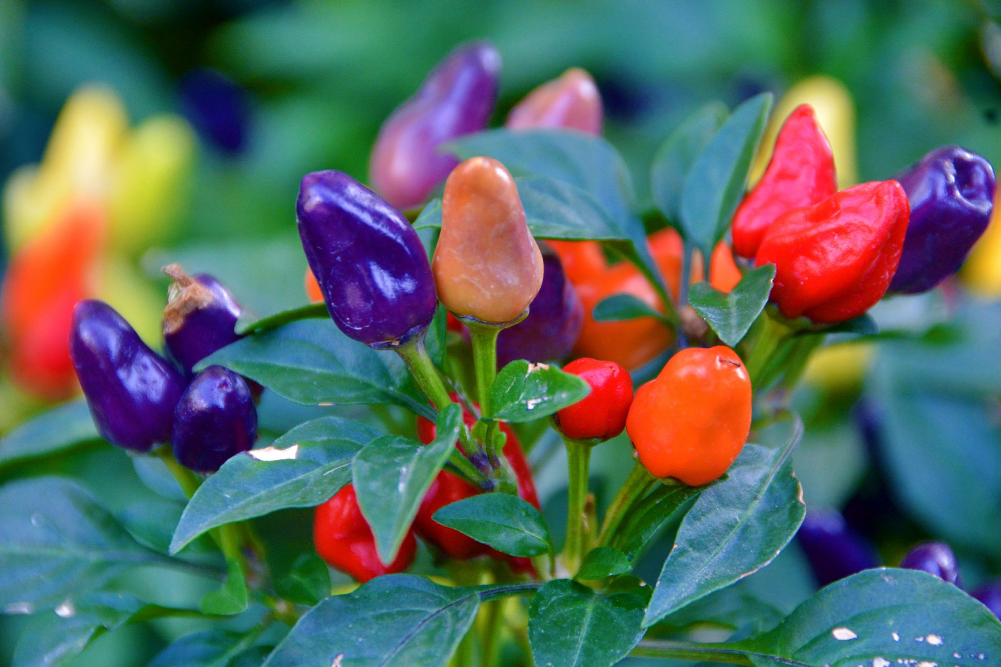 五彩椒朝天椒彩椒,原创拍摄