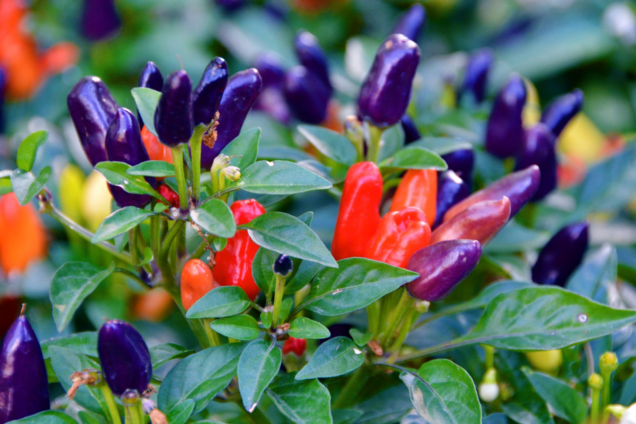 五彩椒朝天椒彩椒,原创拍摄