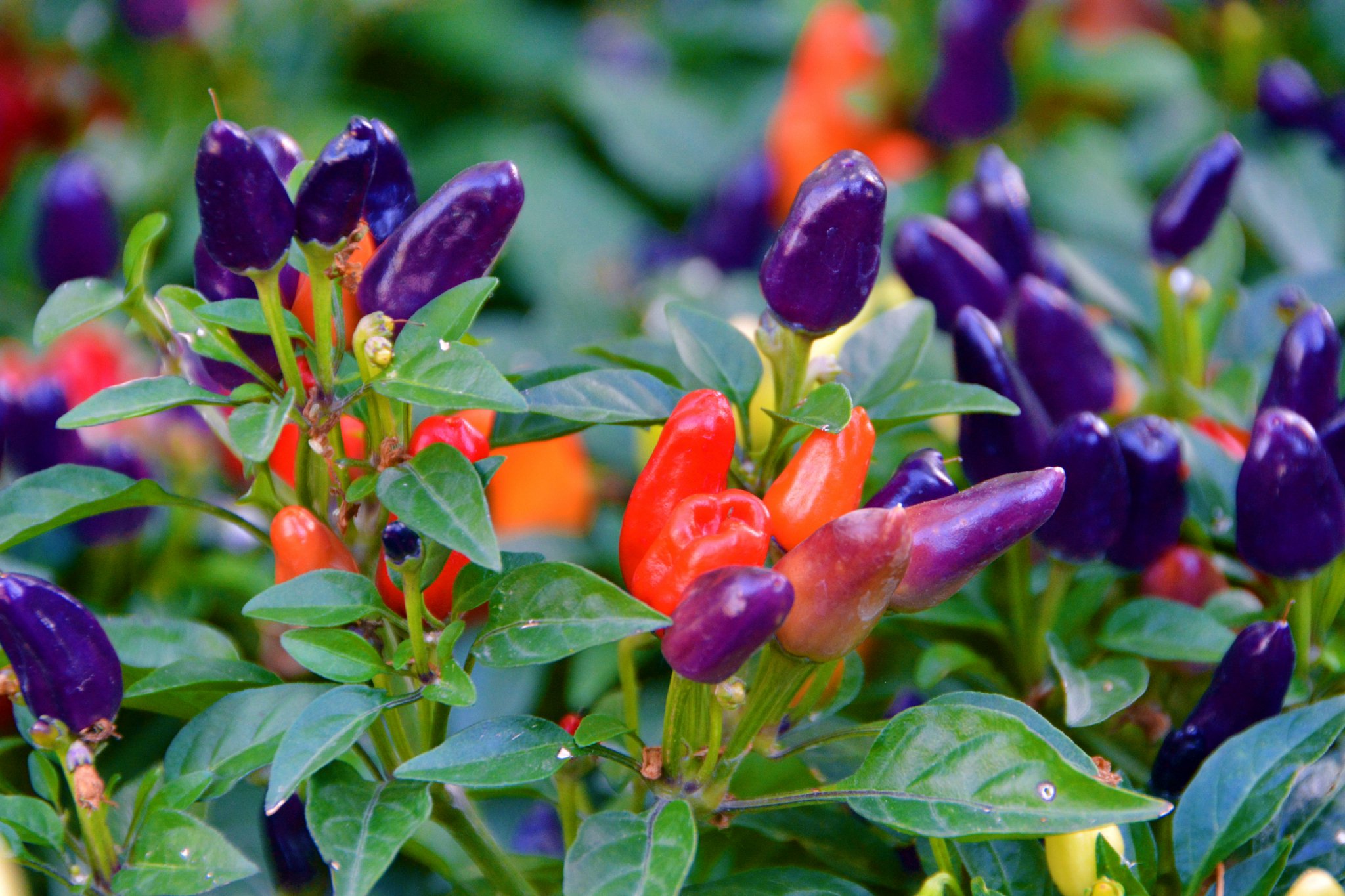 五彩椒朝天椒彩椒,原创拍摄