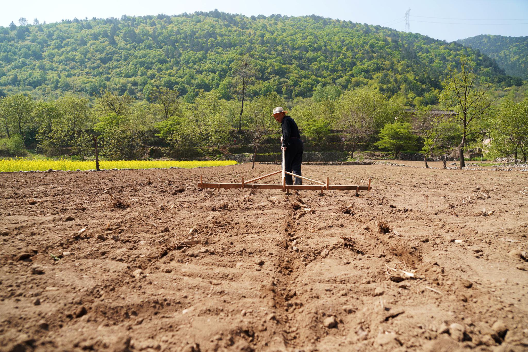 算起来有30多年,12年前光荣退休回到家乡当了农民,开始学着种庄稼